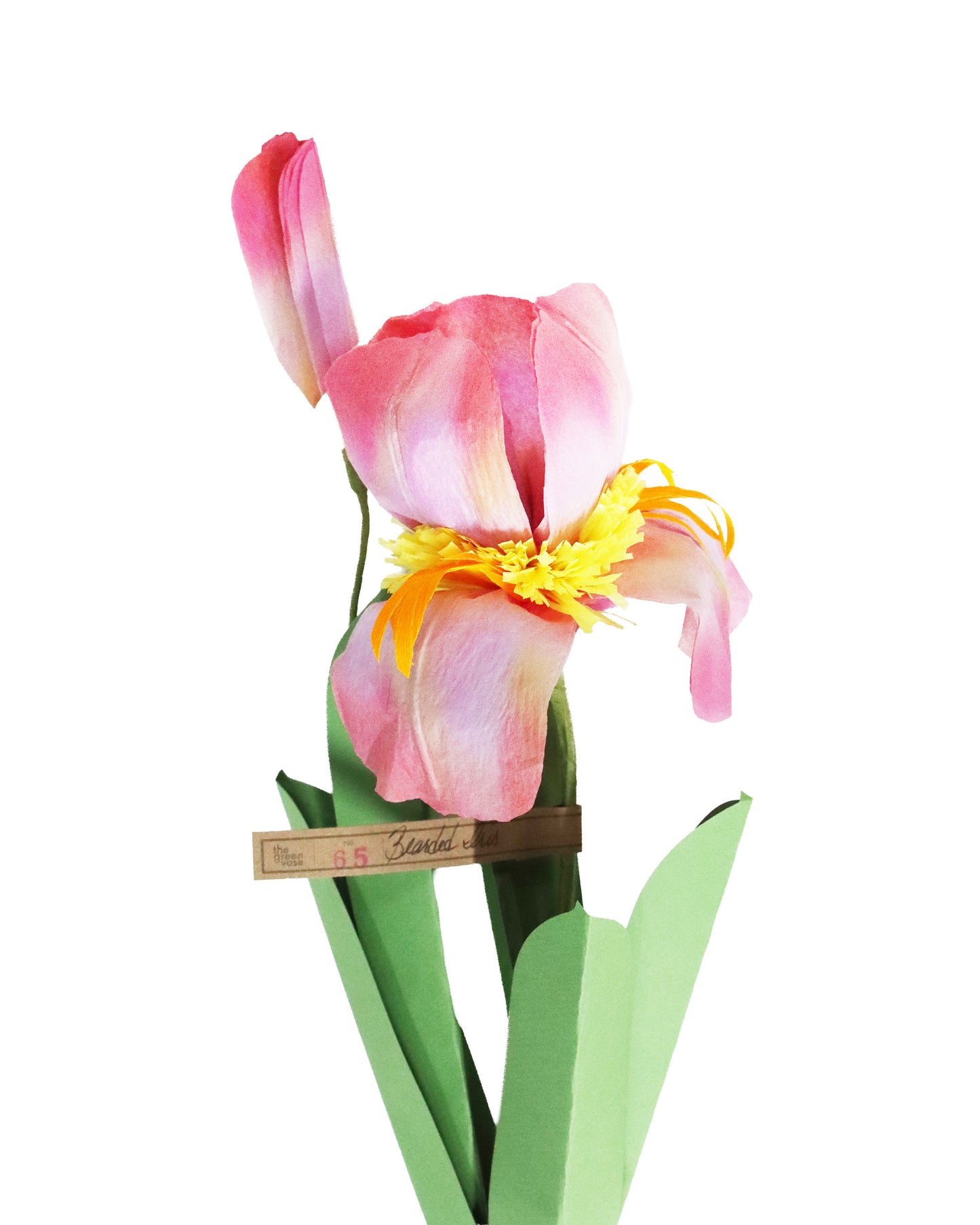 ペーパーフラワー Bearded Lris