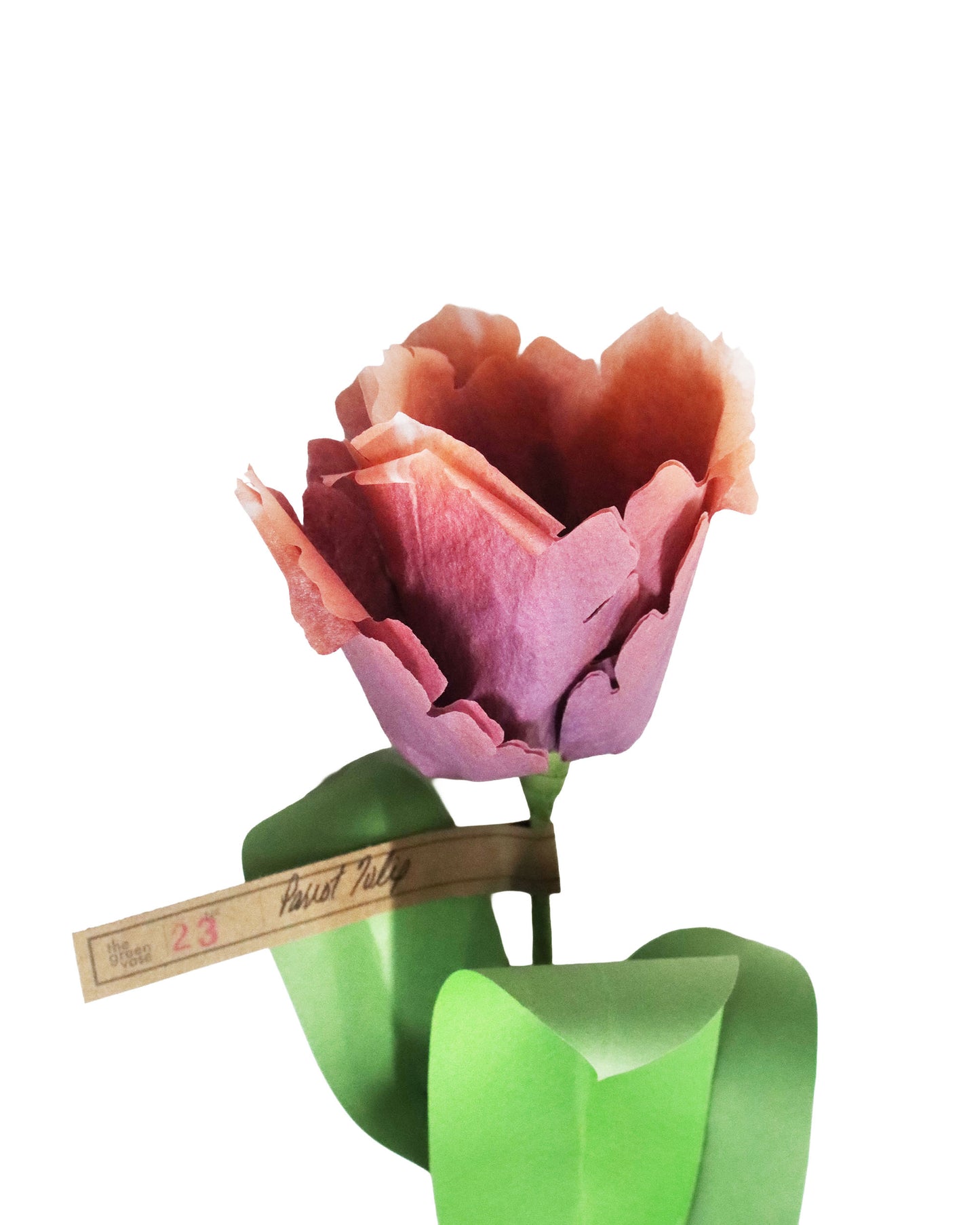 ペーパーフラワー Parrot Tulip