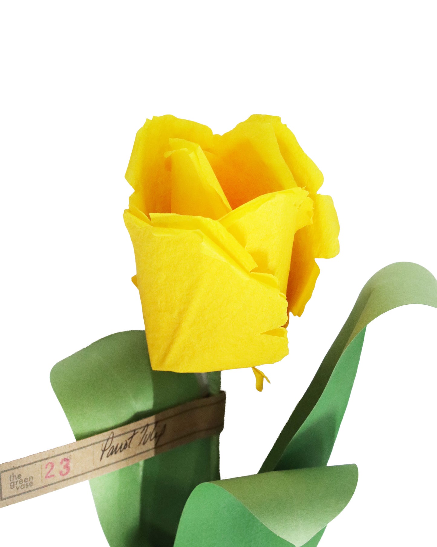 ペーパーフラワー Parrot Tulip