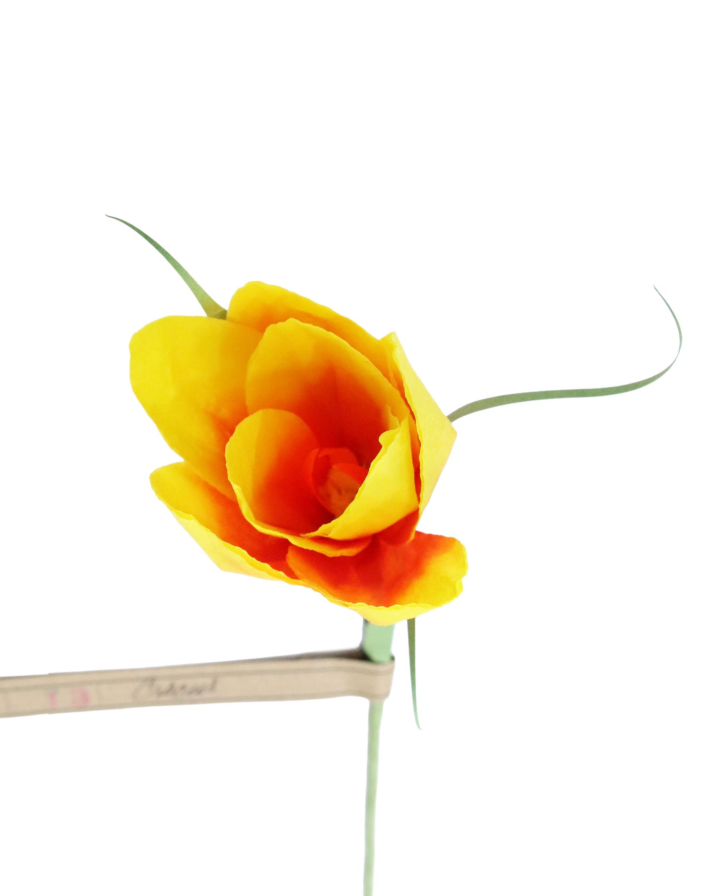 ペーパーフラワー Crocus