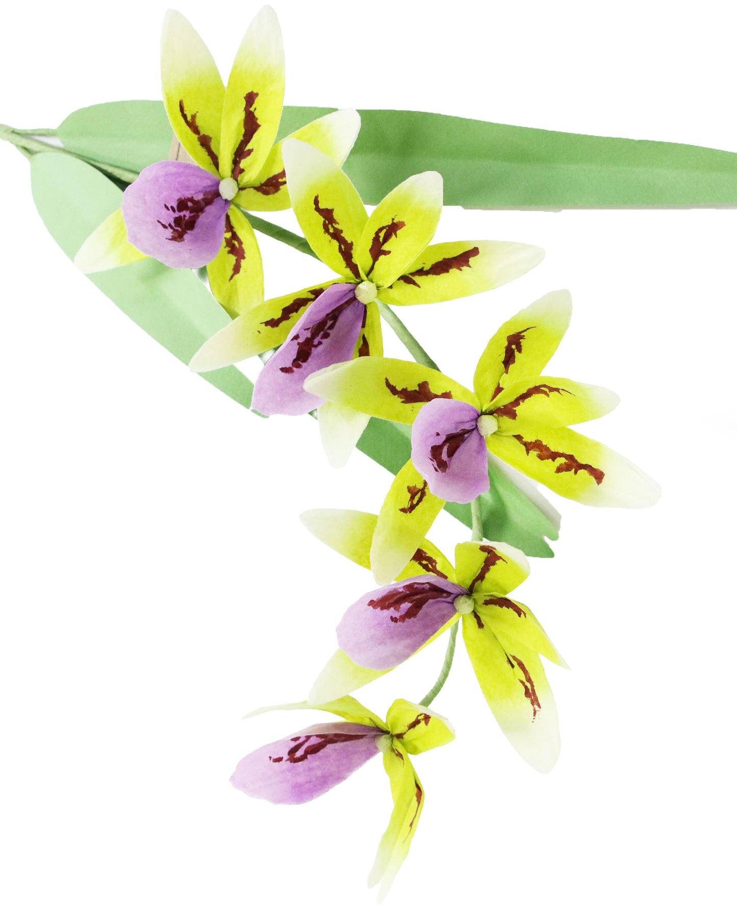 ペーパーフラワー Orchid