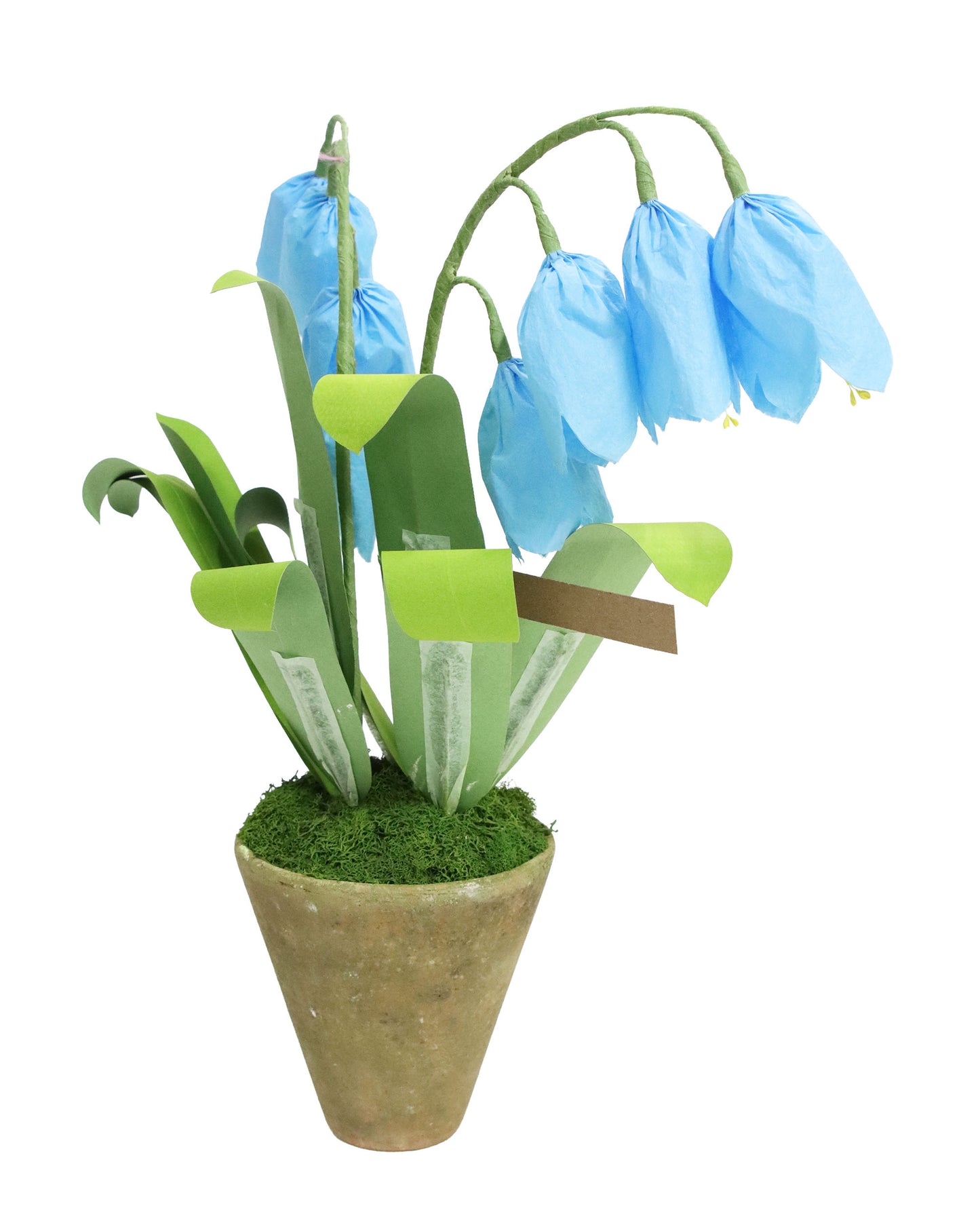 ペーパーフラワープラント Bluebell