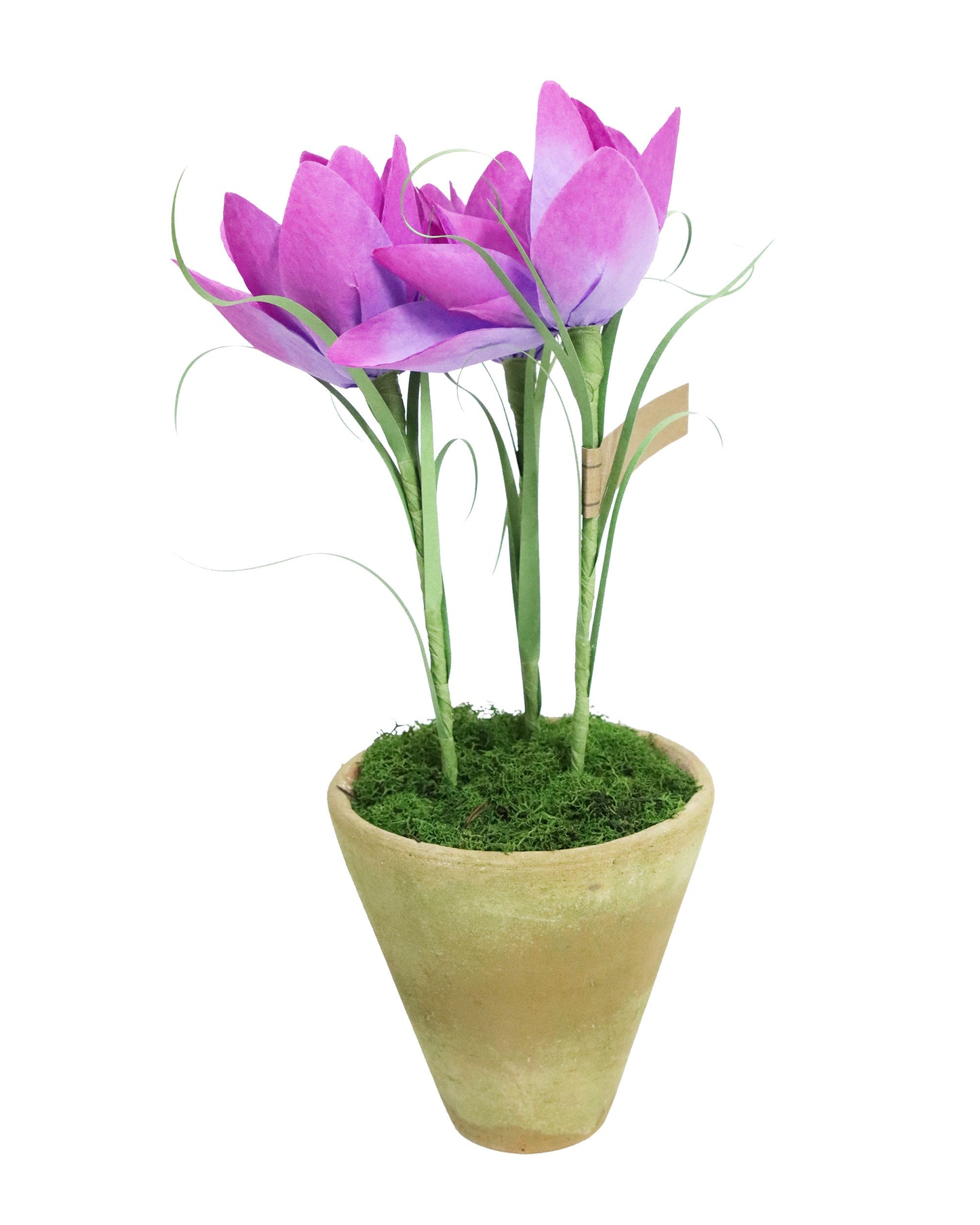 ペーパーフラワープラント Crocus