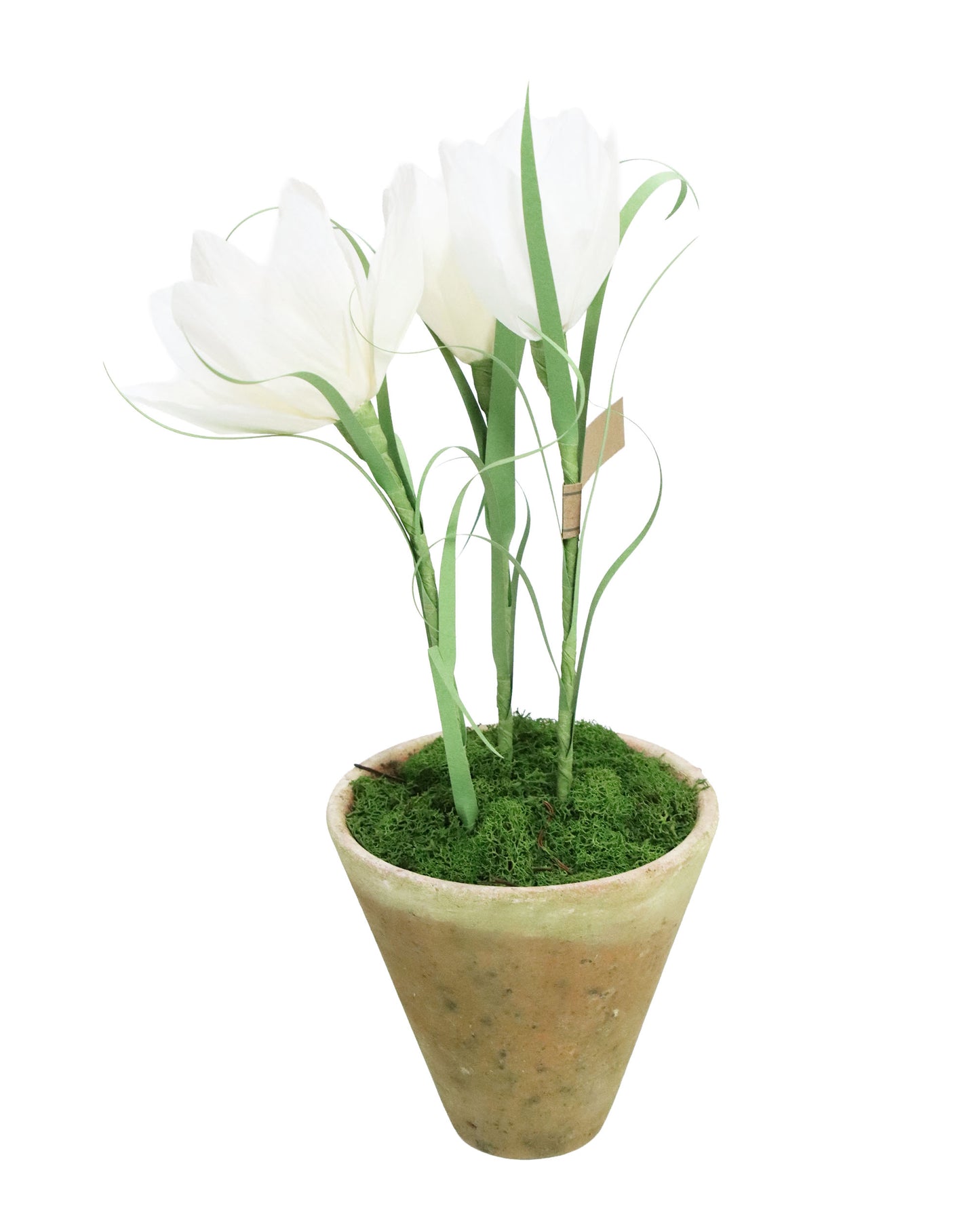 ペーパーフラワープラント Crocus