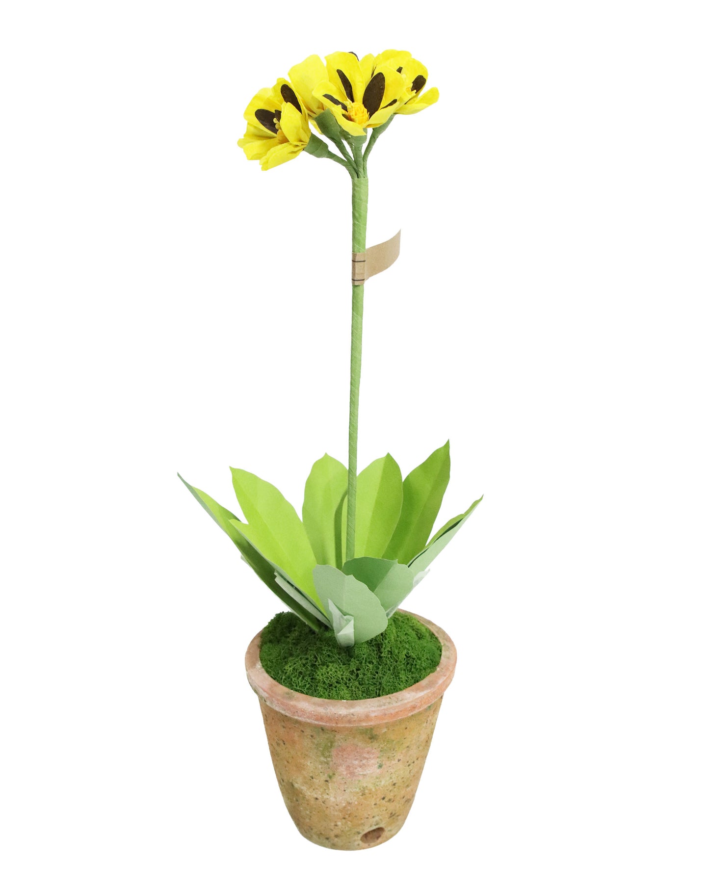 ペーパーフラワープラント Primula