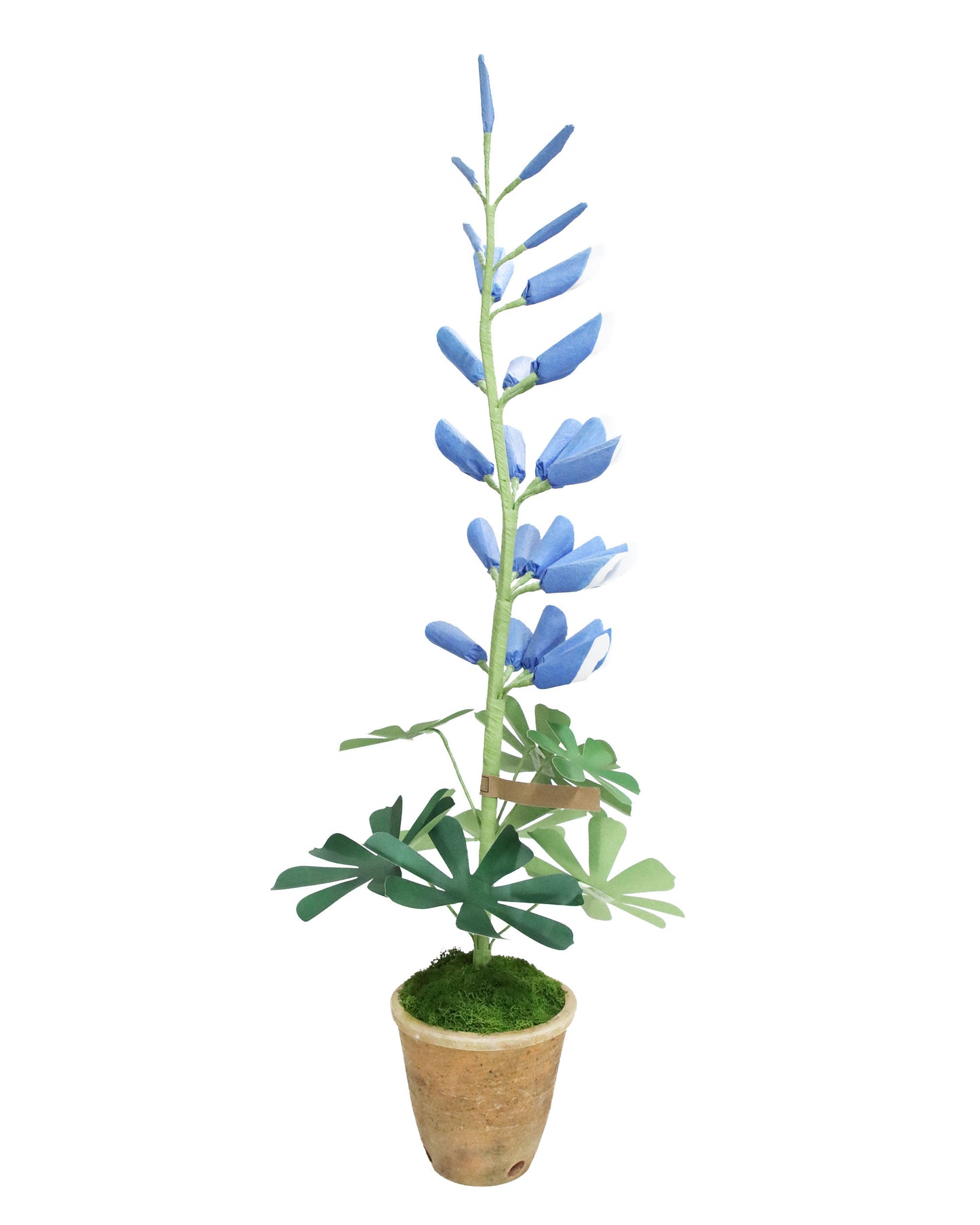 ペーパーフラワプラント Lupine