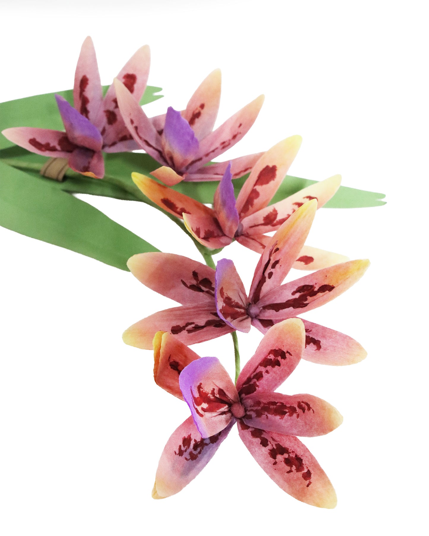 ペーパーフラワー Orchid