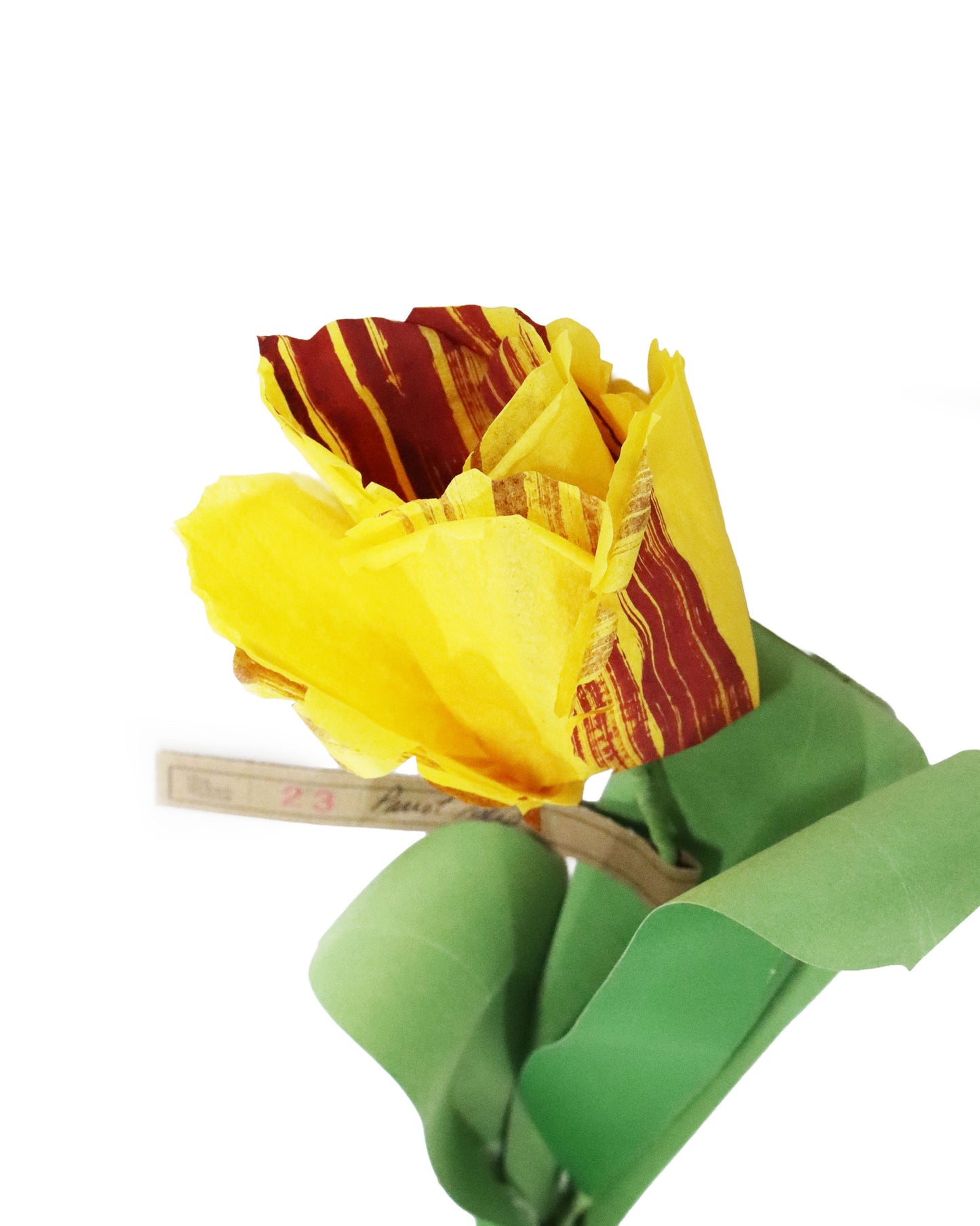 ペーパーフラワー Parrot Tulip