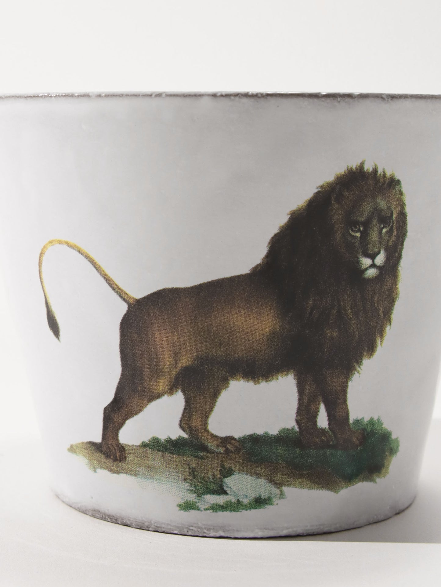 John Derian Leo Barbus ラージカップ