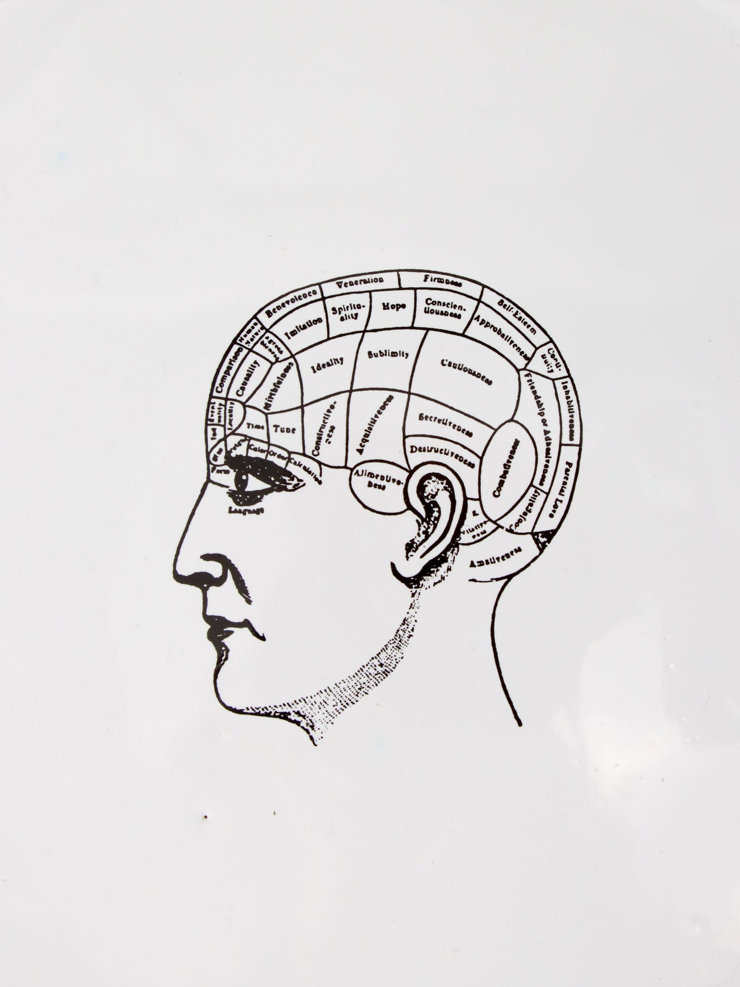 ビッグプレート In the Head