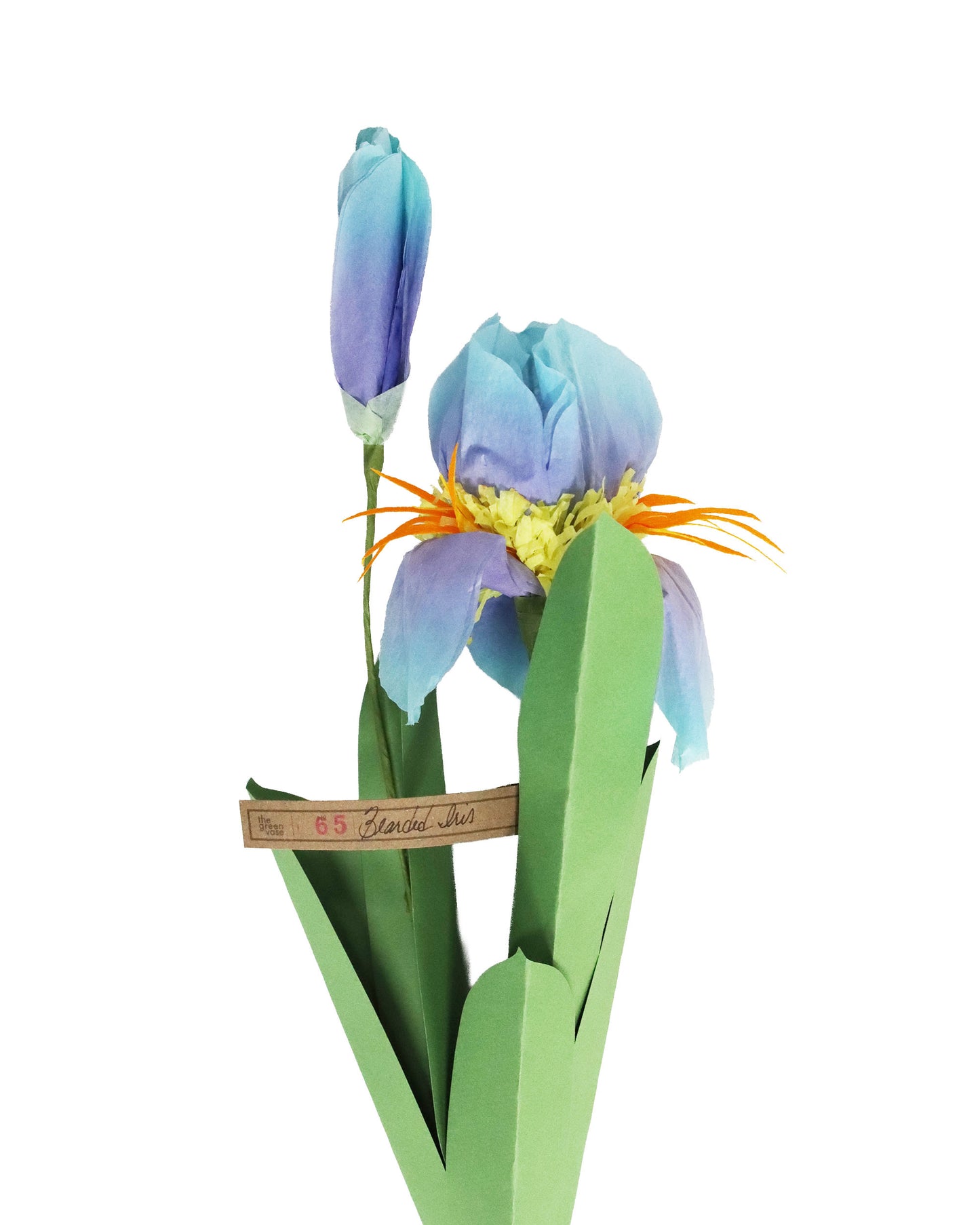 ペーパーフラワー Bearded Lris