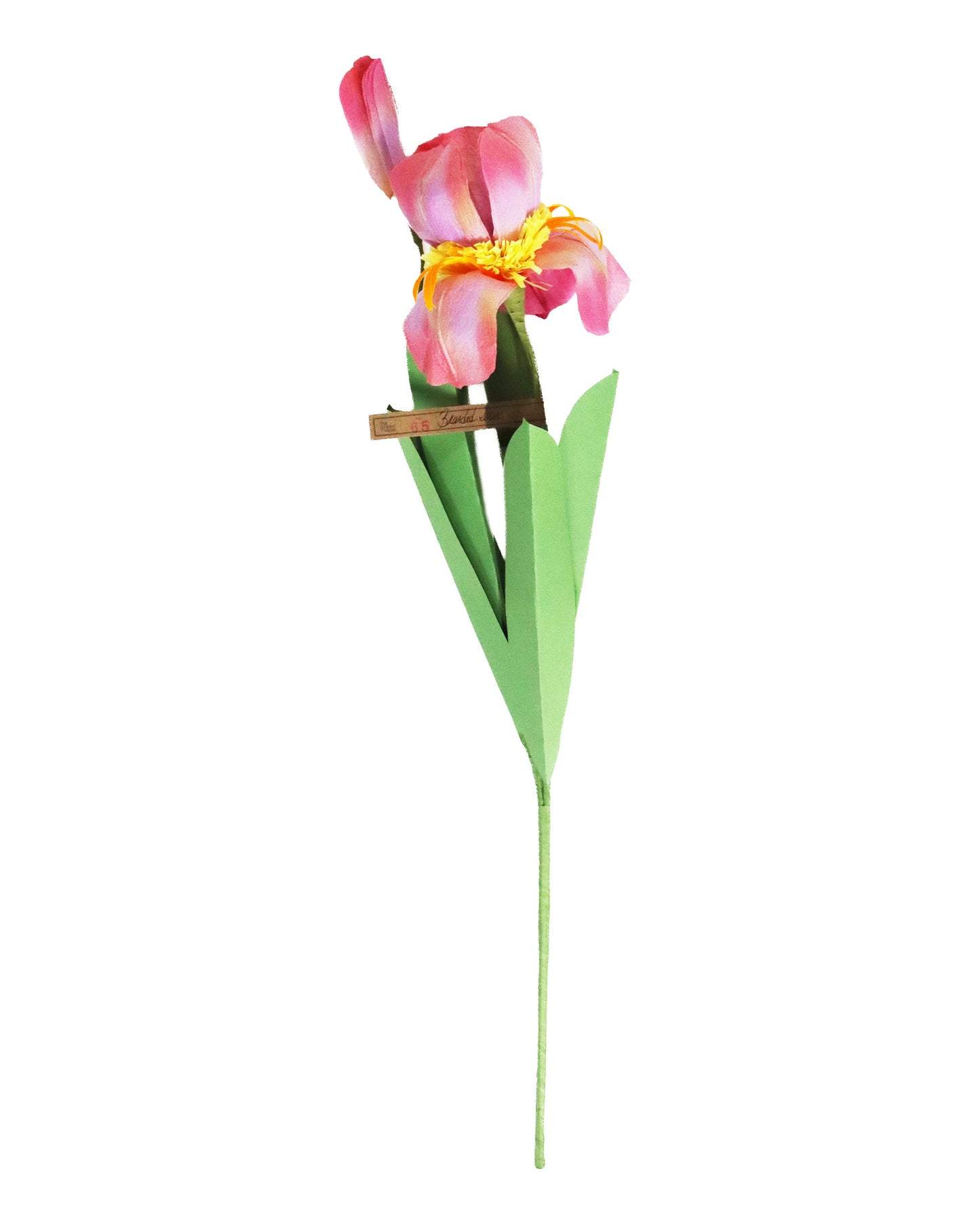 ペーパーフラワー Bearded Lris