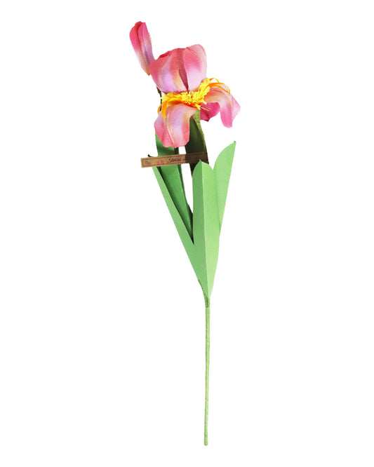 ペーパーフラワー Bearded Lris