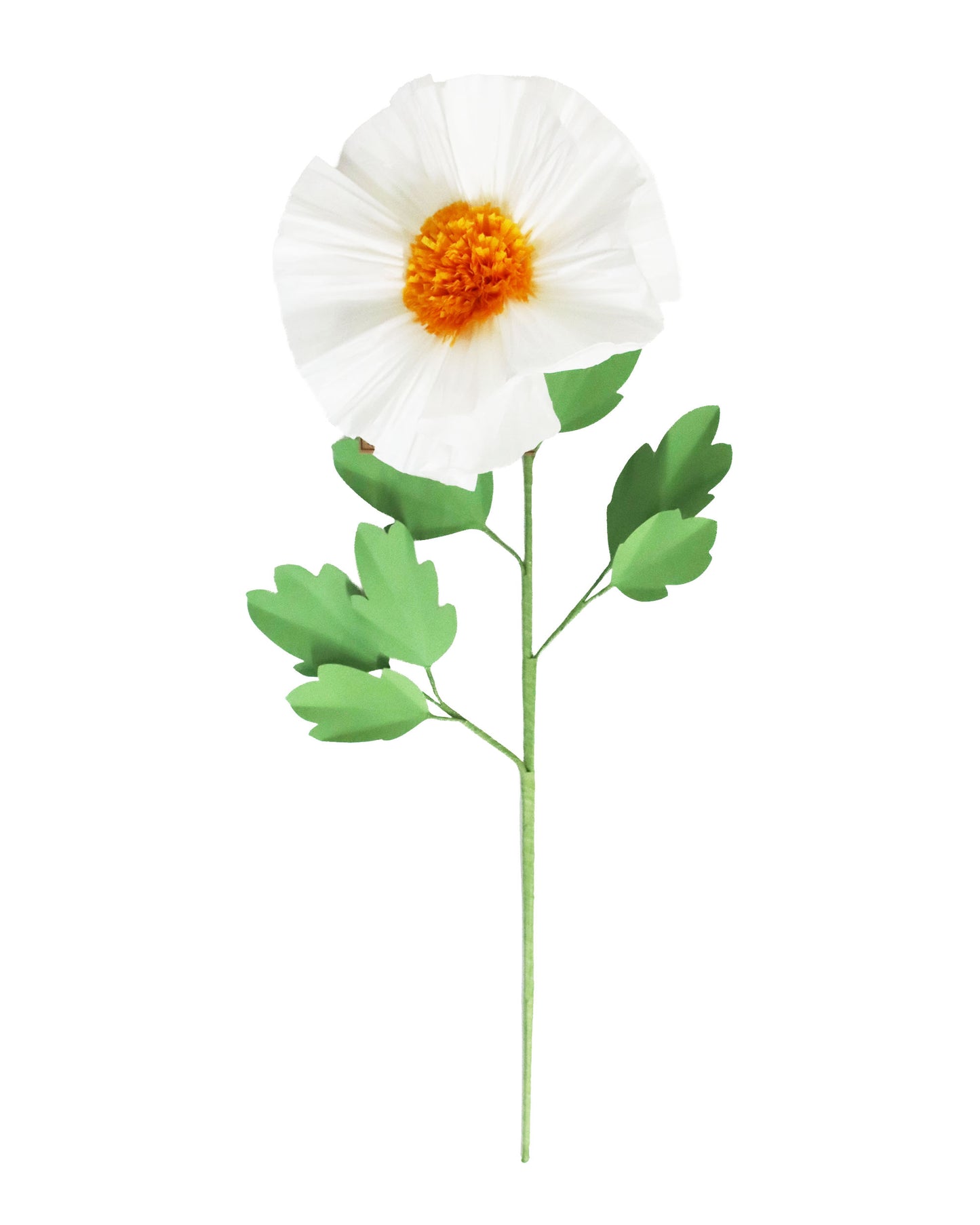 ペーパーフラワー Matilija Poppy