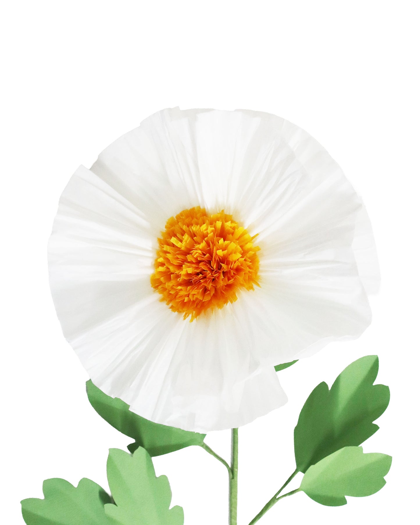ペーパーフラワー Matilija Poppy