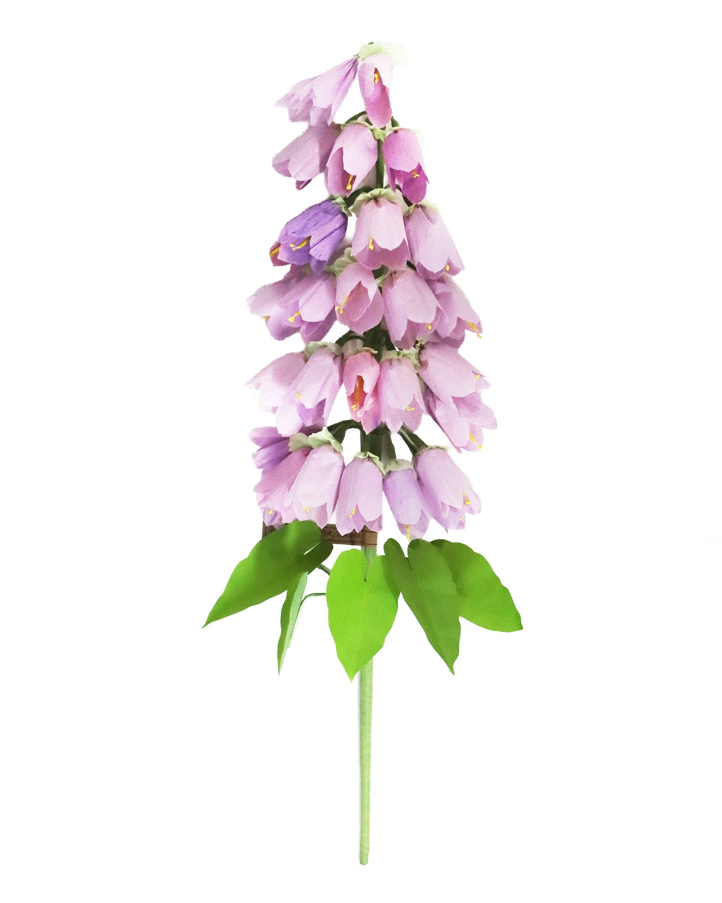 ペーパーフラワー Campanula