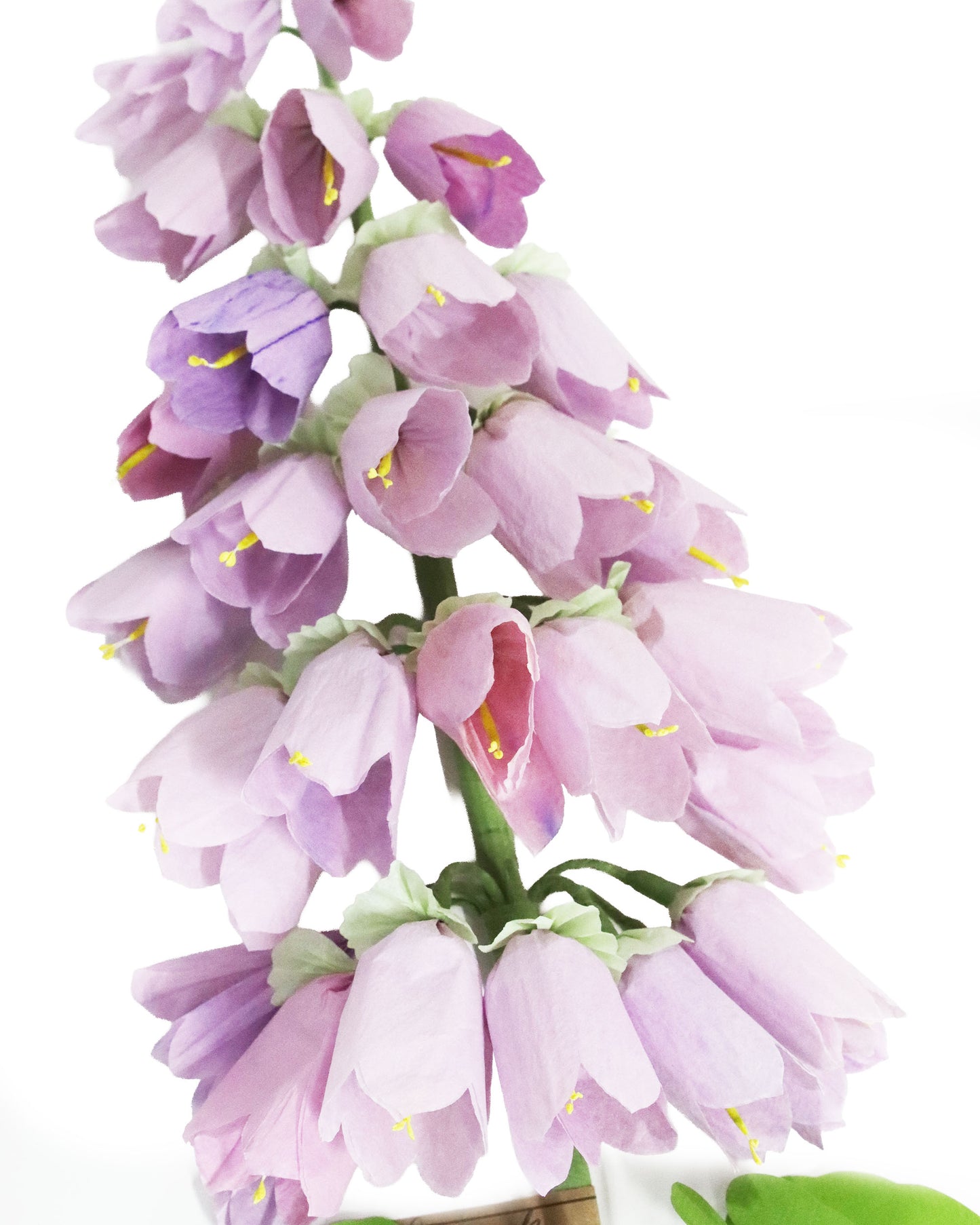 ペーパーフラワー Campanula