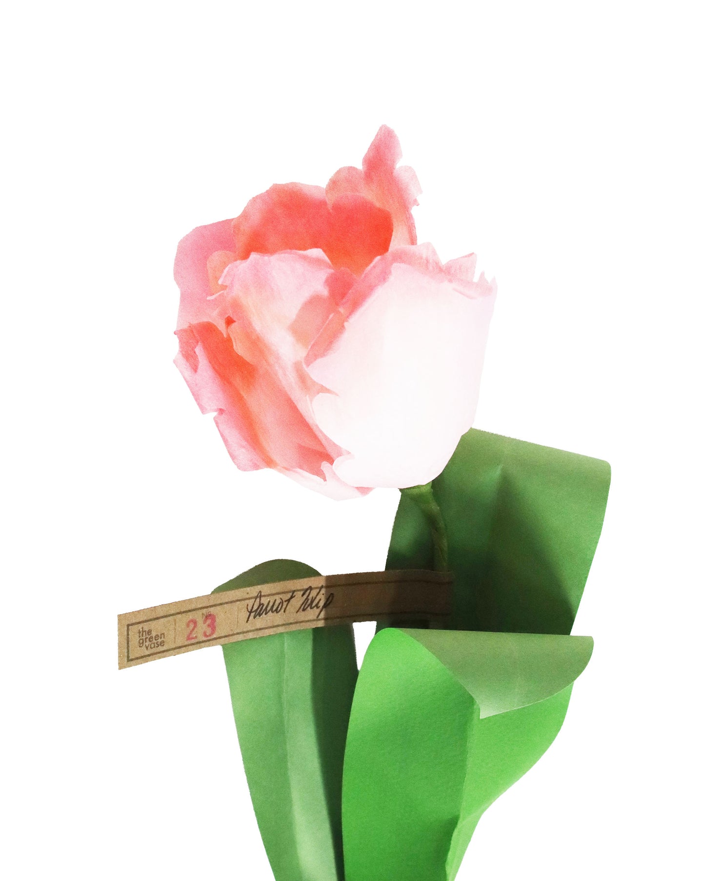 ペーパーフラワー Parrot Tulip