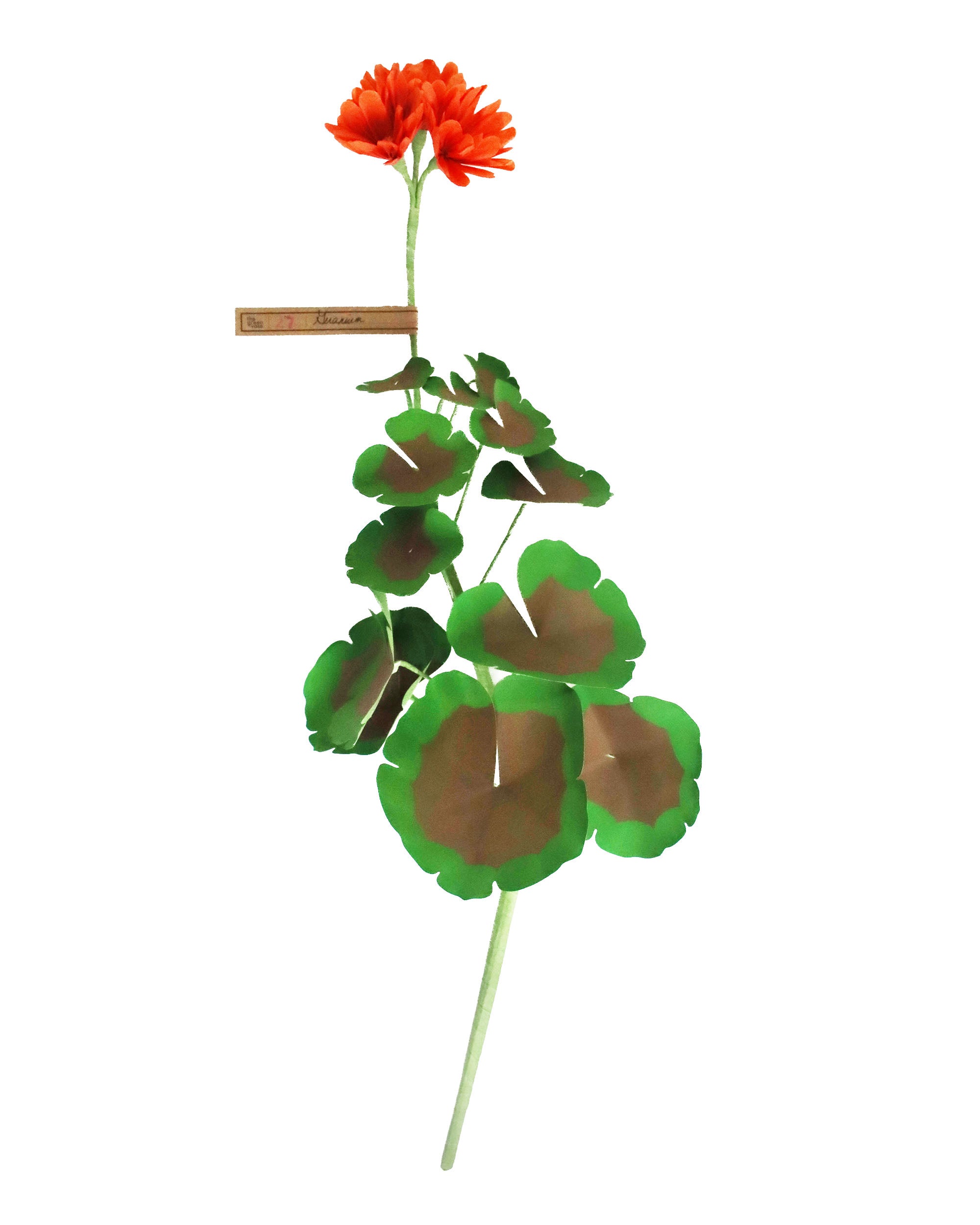 ペーパーフラワー Geramium