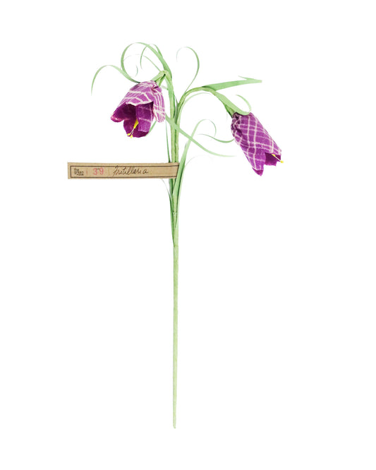 ペーパーフラワー Frittilaria double