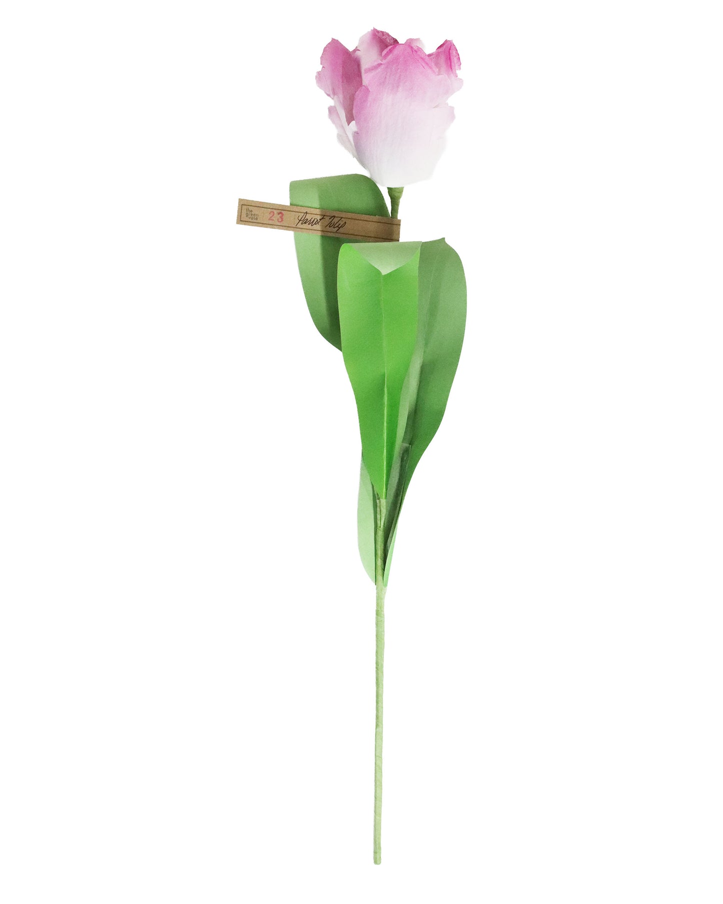 ペーパーフラワー Parrot Tulip