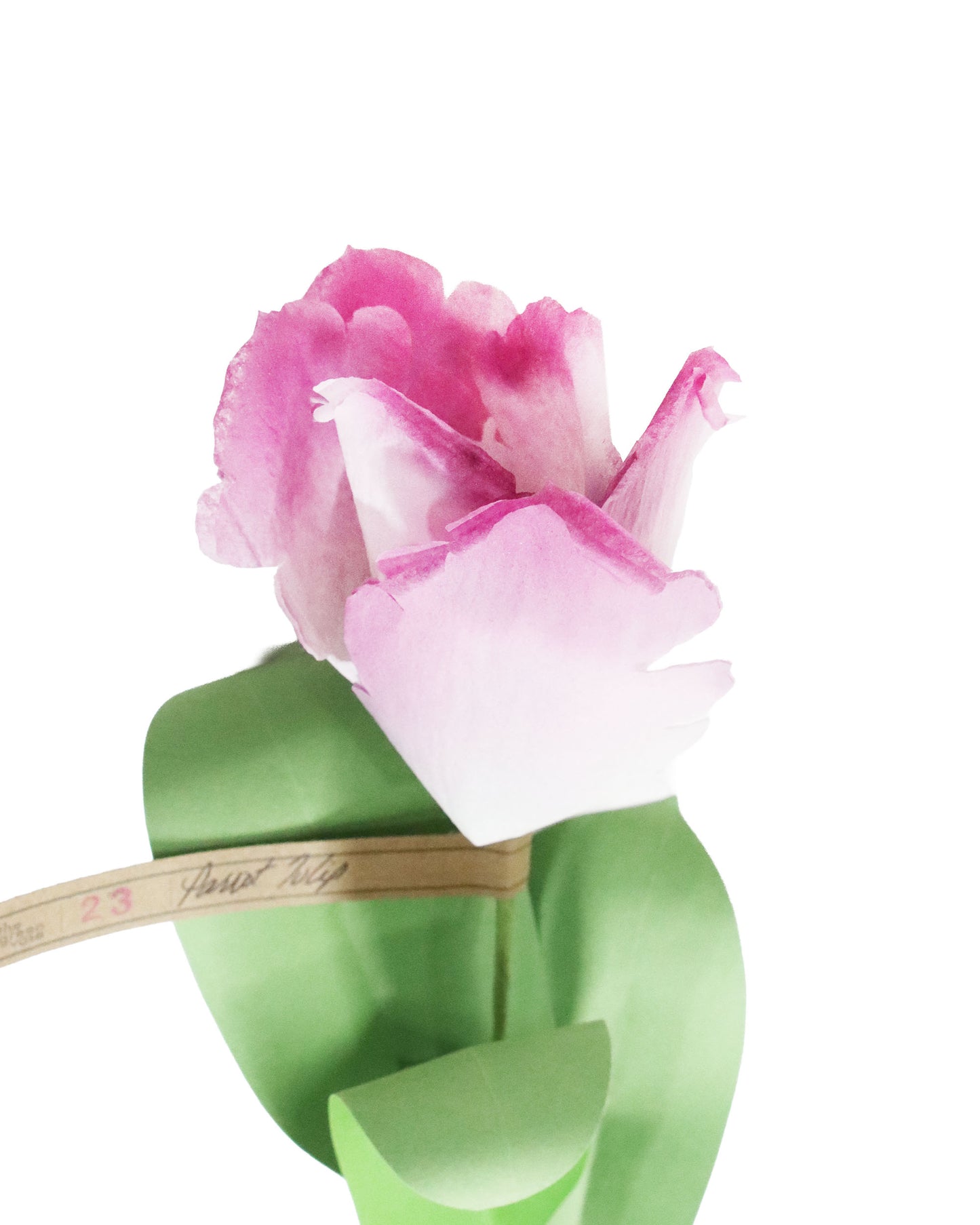 ペーパーフラワー Parrot Tulip