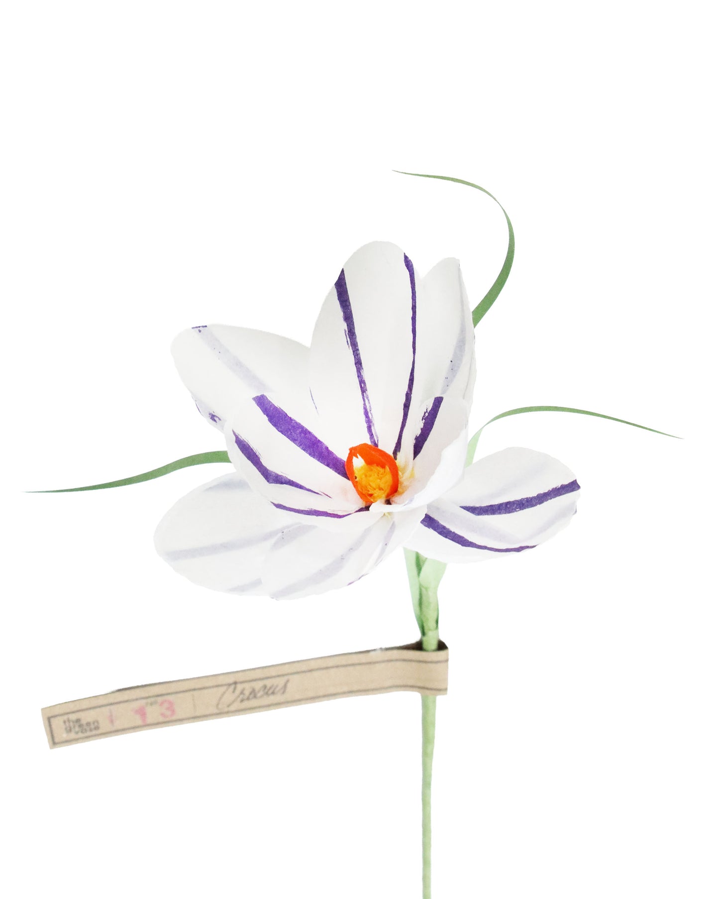 ペーパーフラワー Crocus