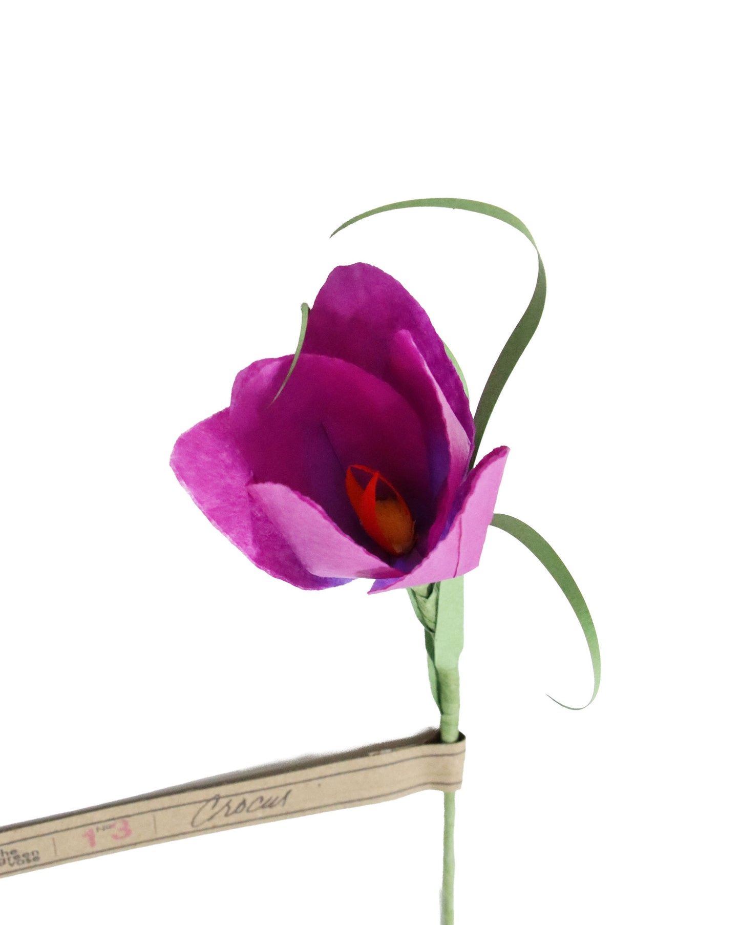 ペーパーフラワー Crocus