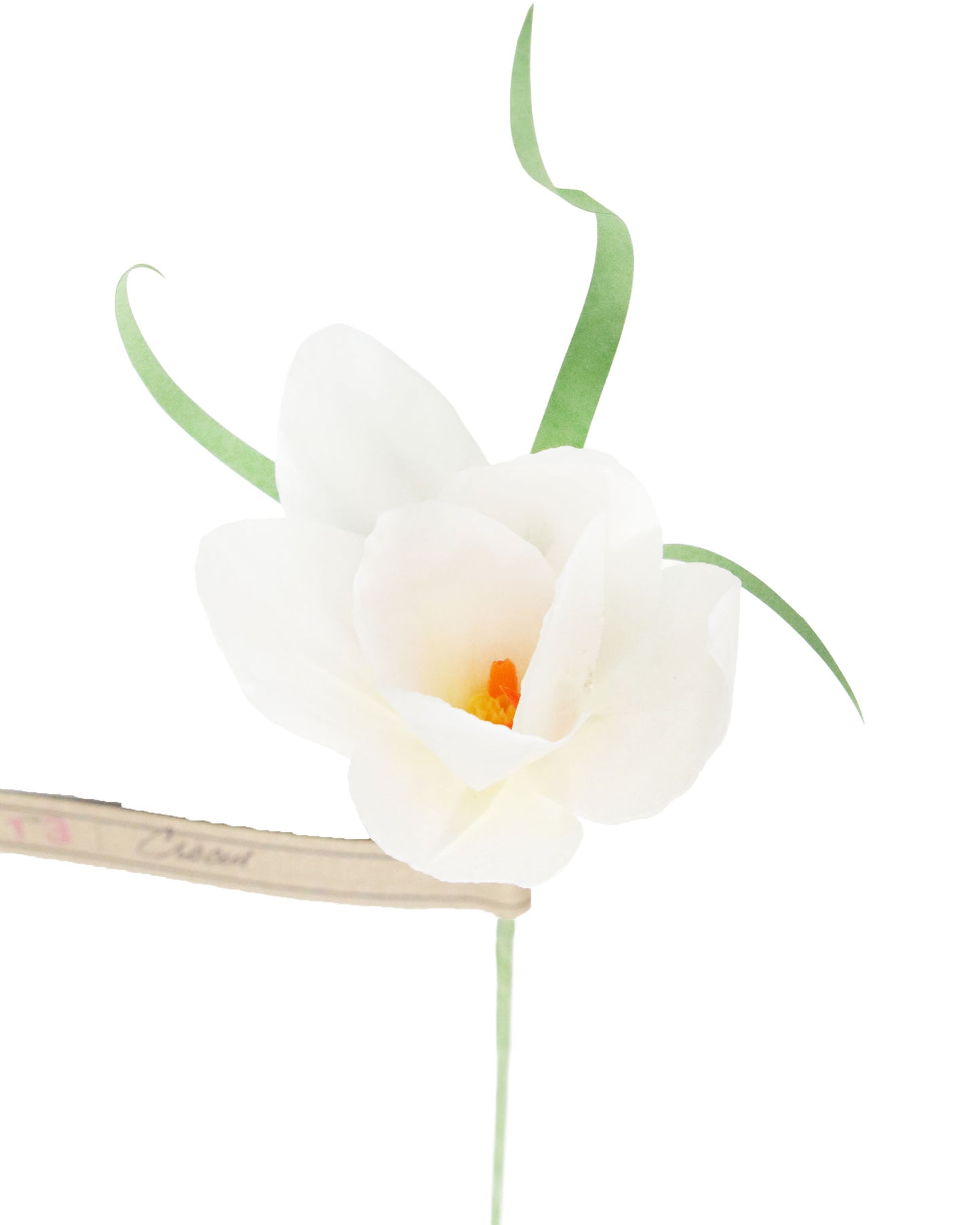 ペーパーフラワー Crocus