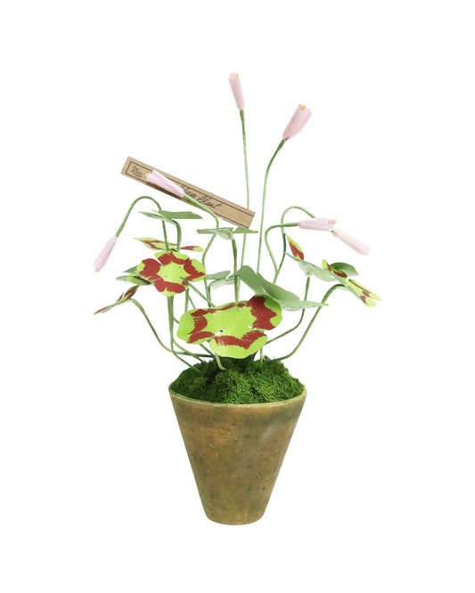 ペーパーフラワープラント Clover