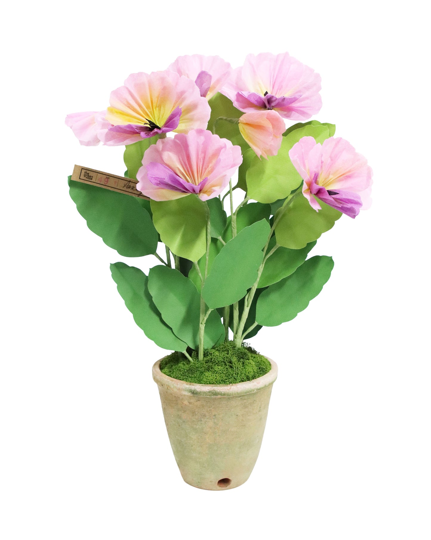 ペーパーフラワープラント Pansy
