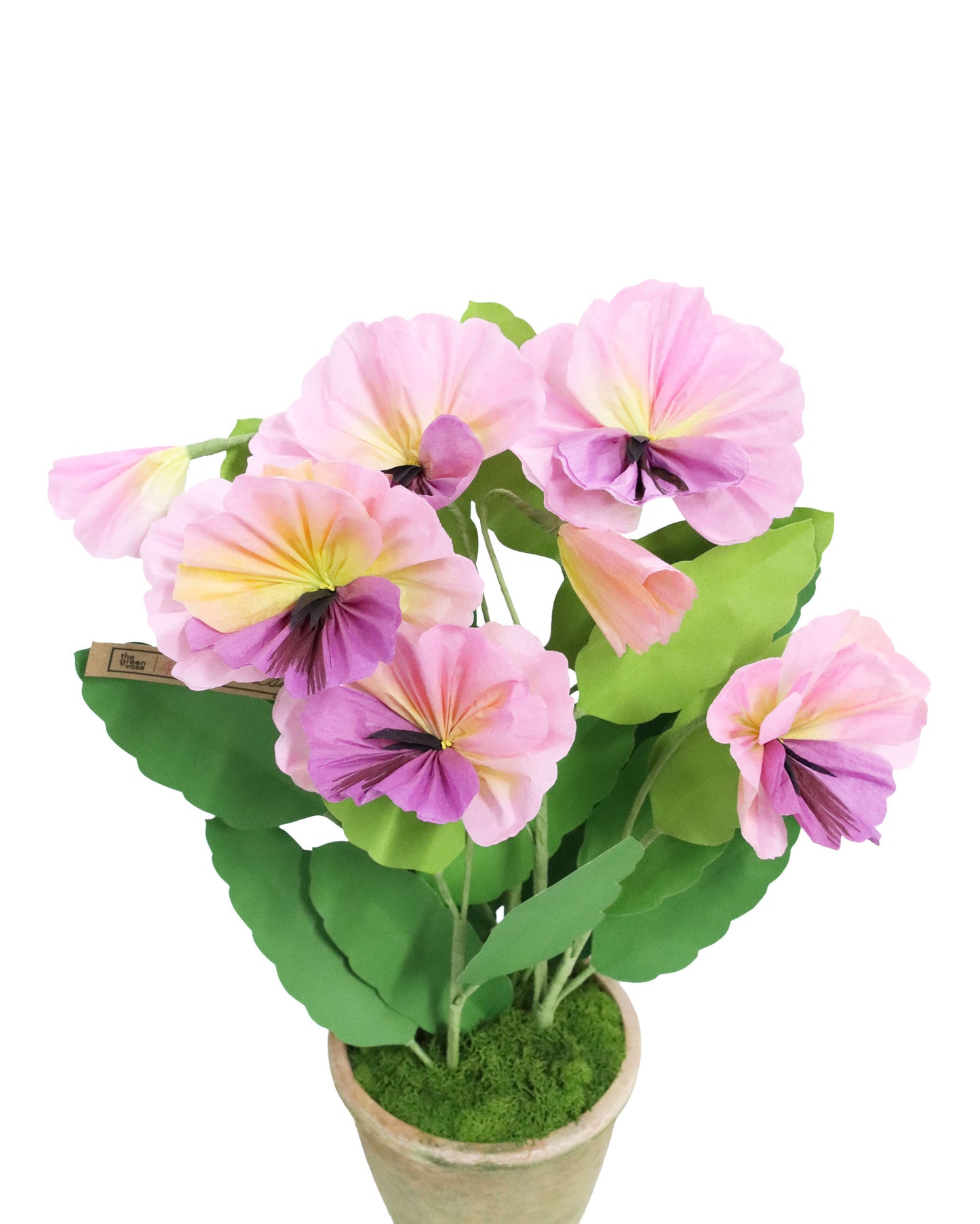 ペーパーフラワープラント Pansy