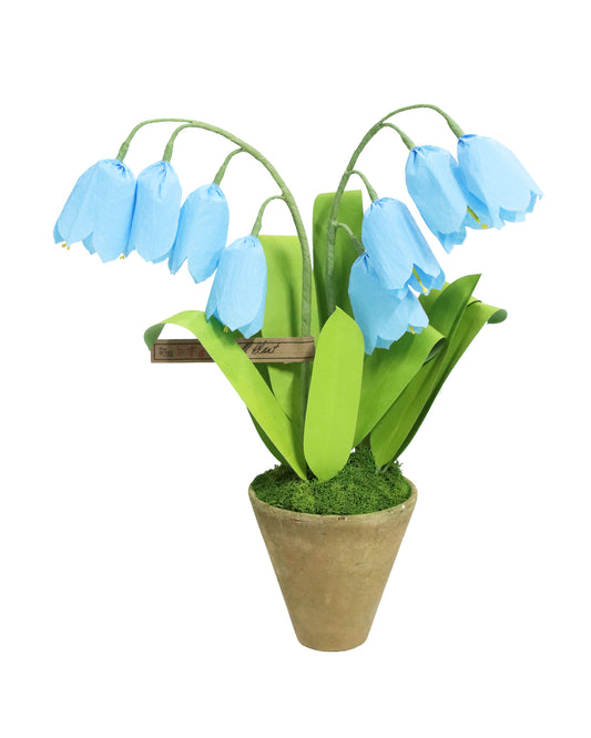 ペーパーフラワープラント Bluebell