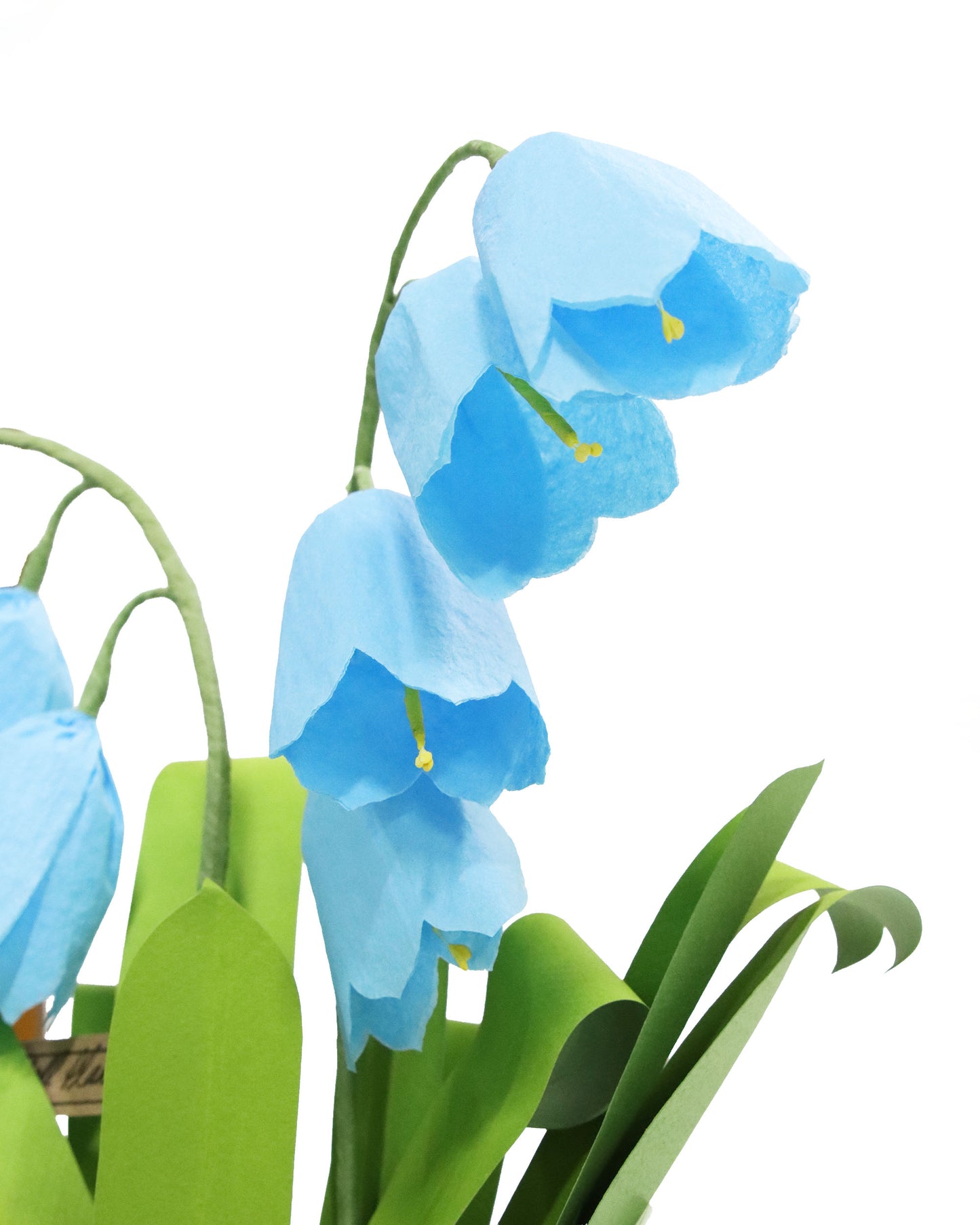 ペーパーフラワープラント Bluebell