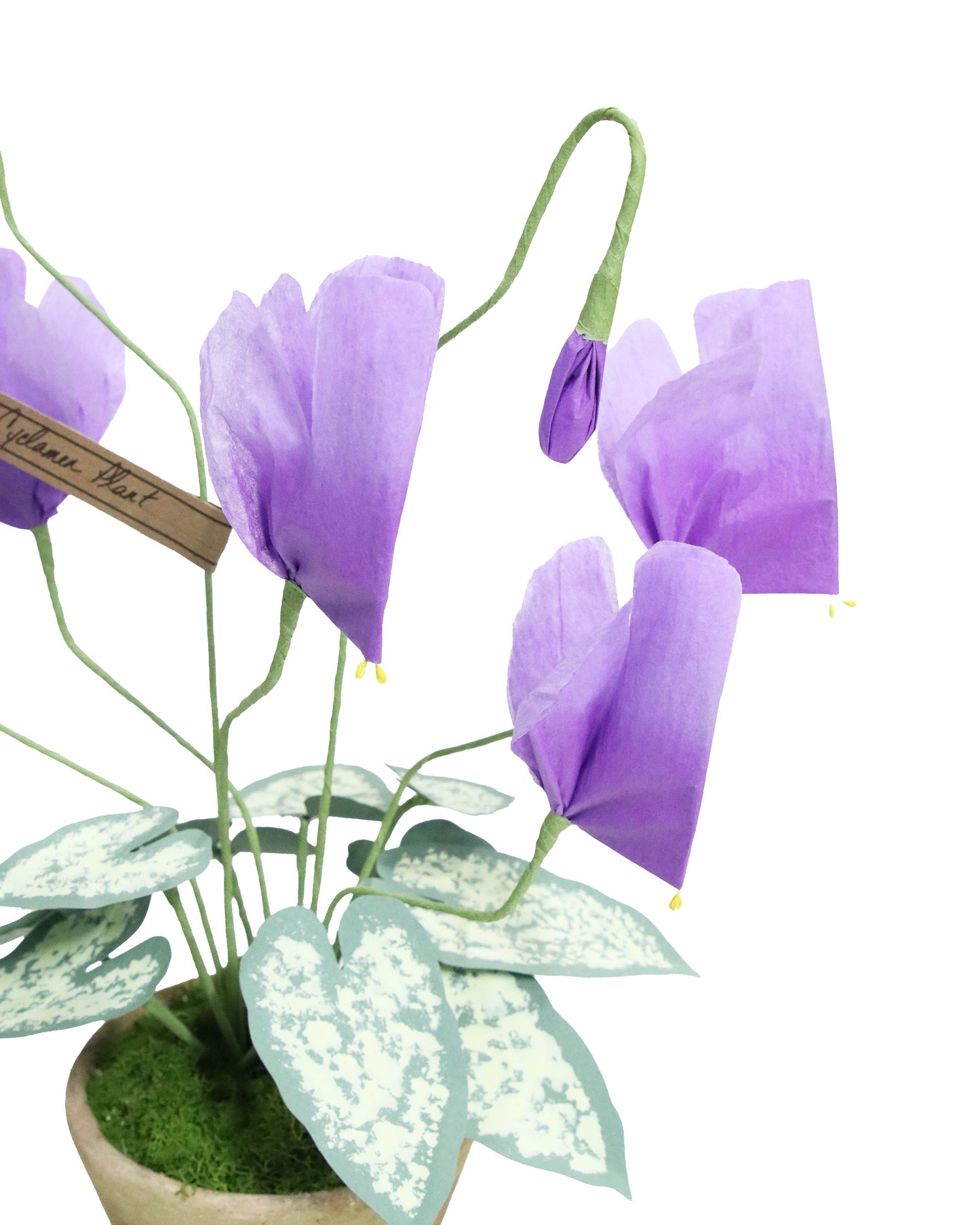 ペーパーフラワープラント Cyclamen