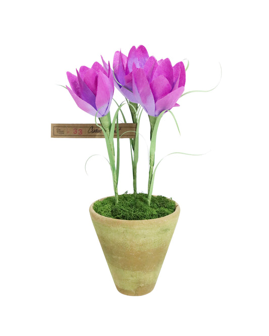 ペーパーフラワープラント Crocus
