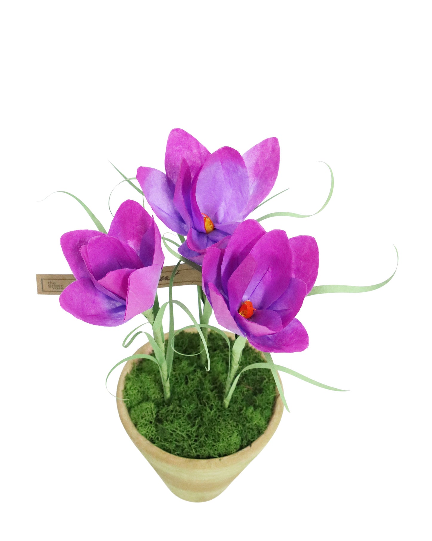 ペーパーフラワープラント Crocus