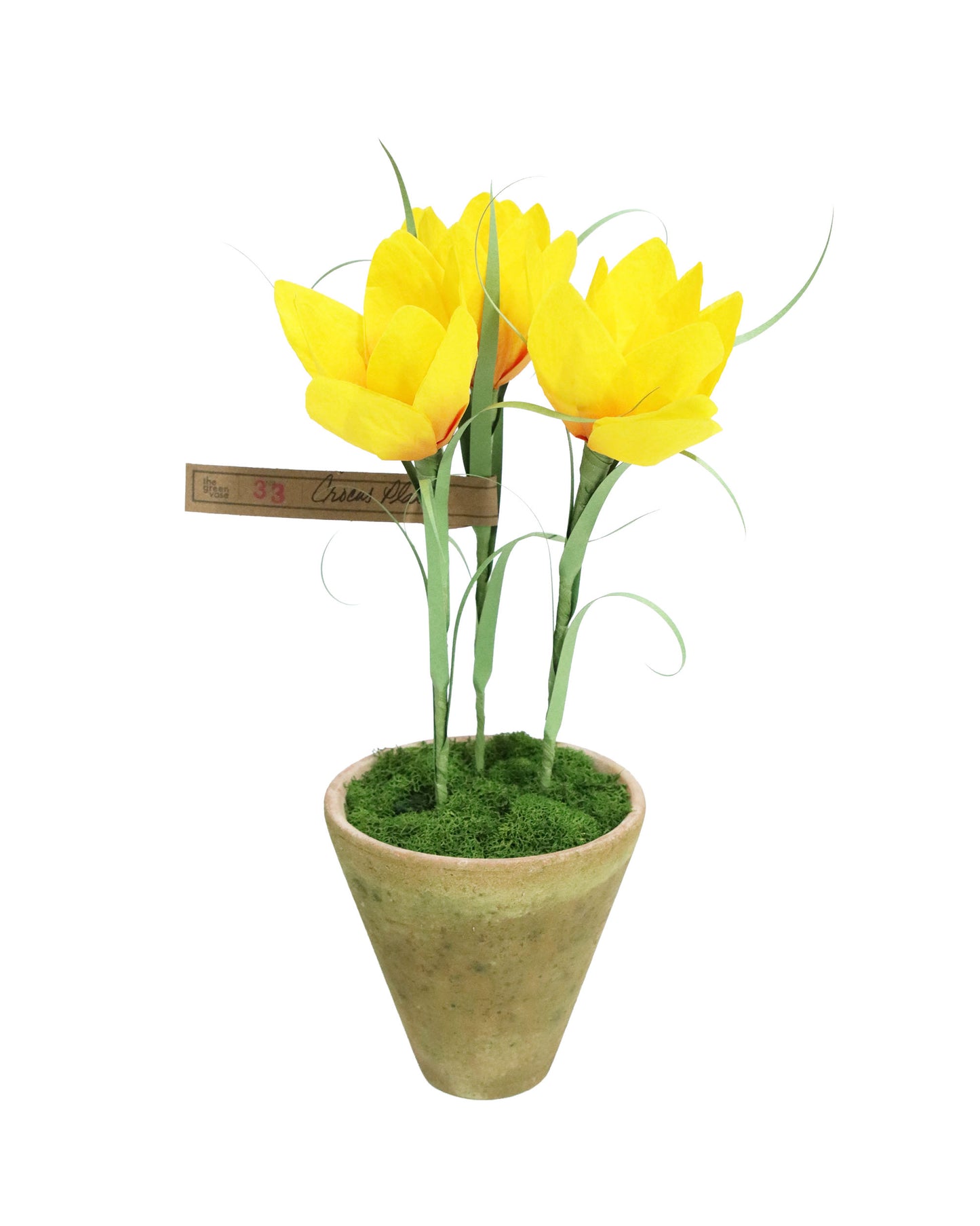 ペーパーフラワープラント Crocus