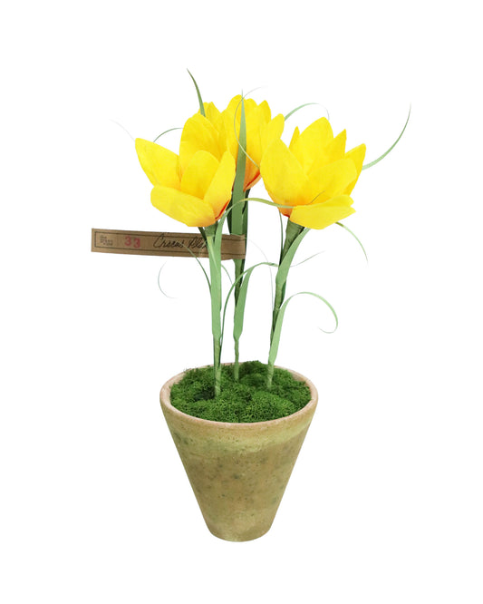 ペーパーフラワープラント Crocus