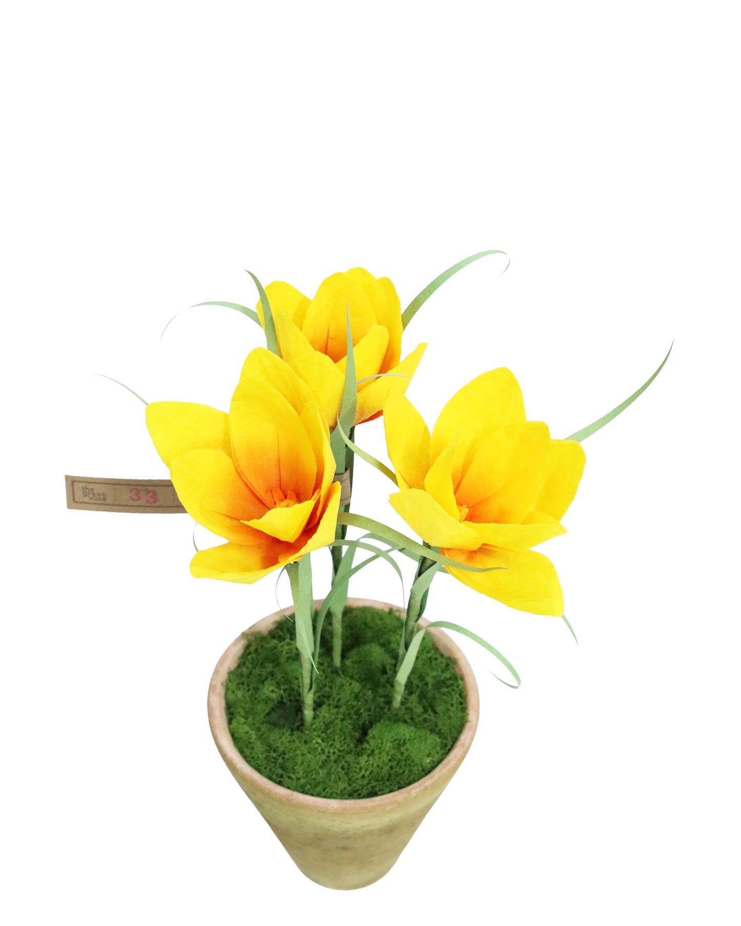 ペーパーフラワープラント Crocus