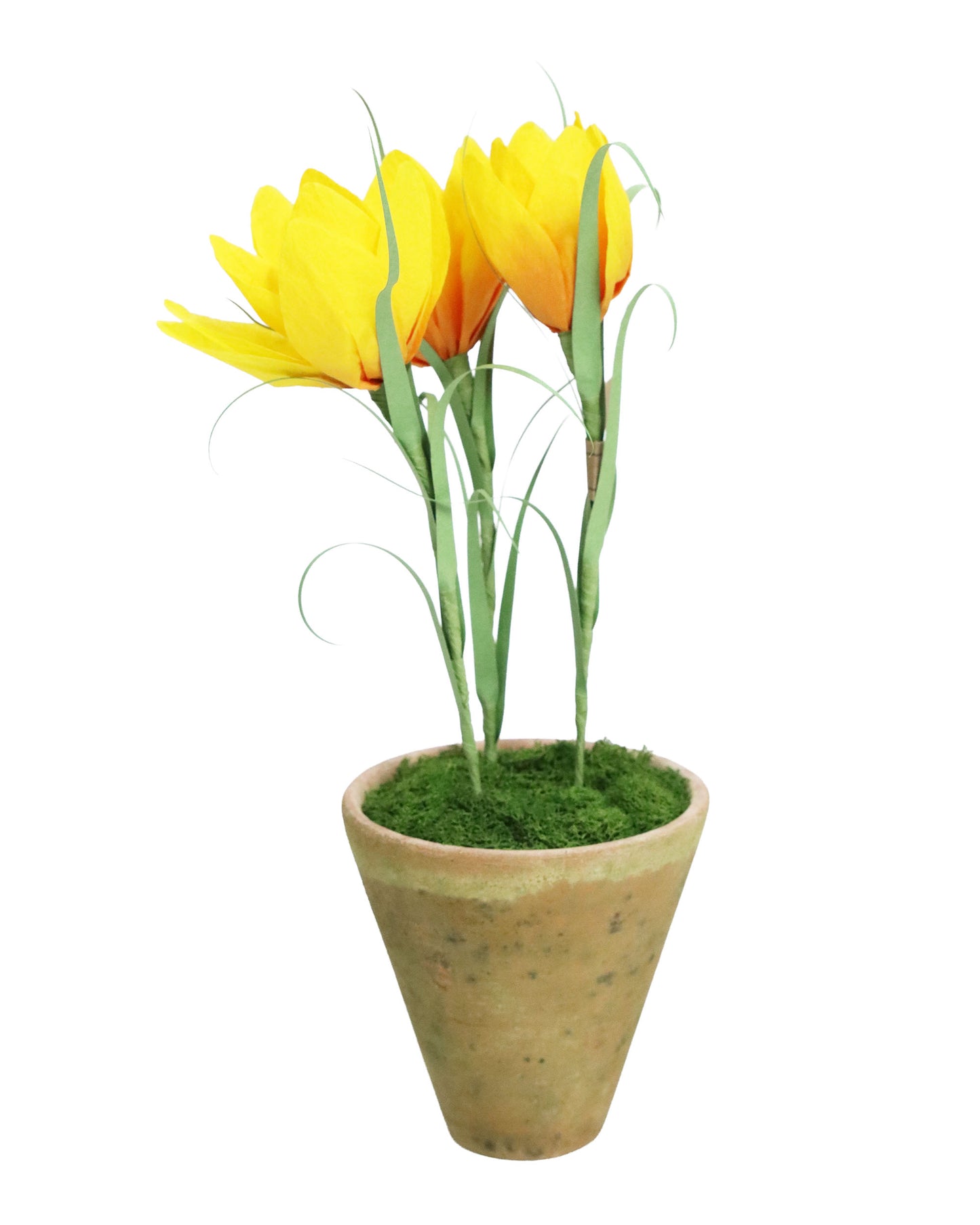 ペーパーフラワープラント Crocus