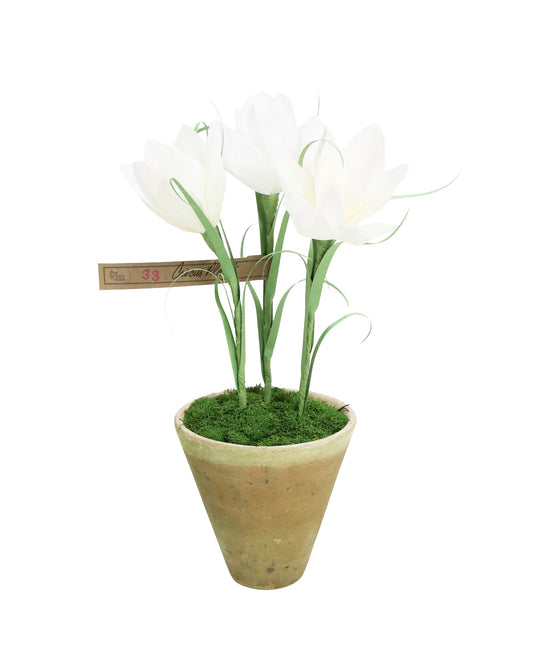 ペーパーフラワープラント Crocus