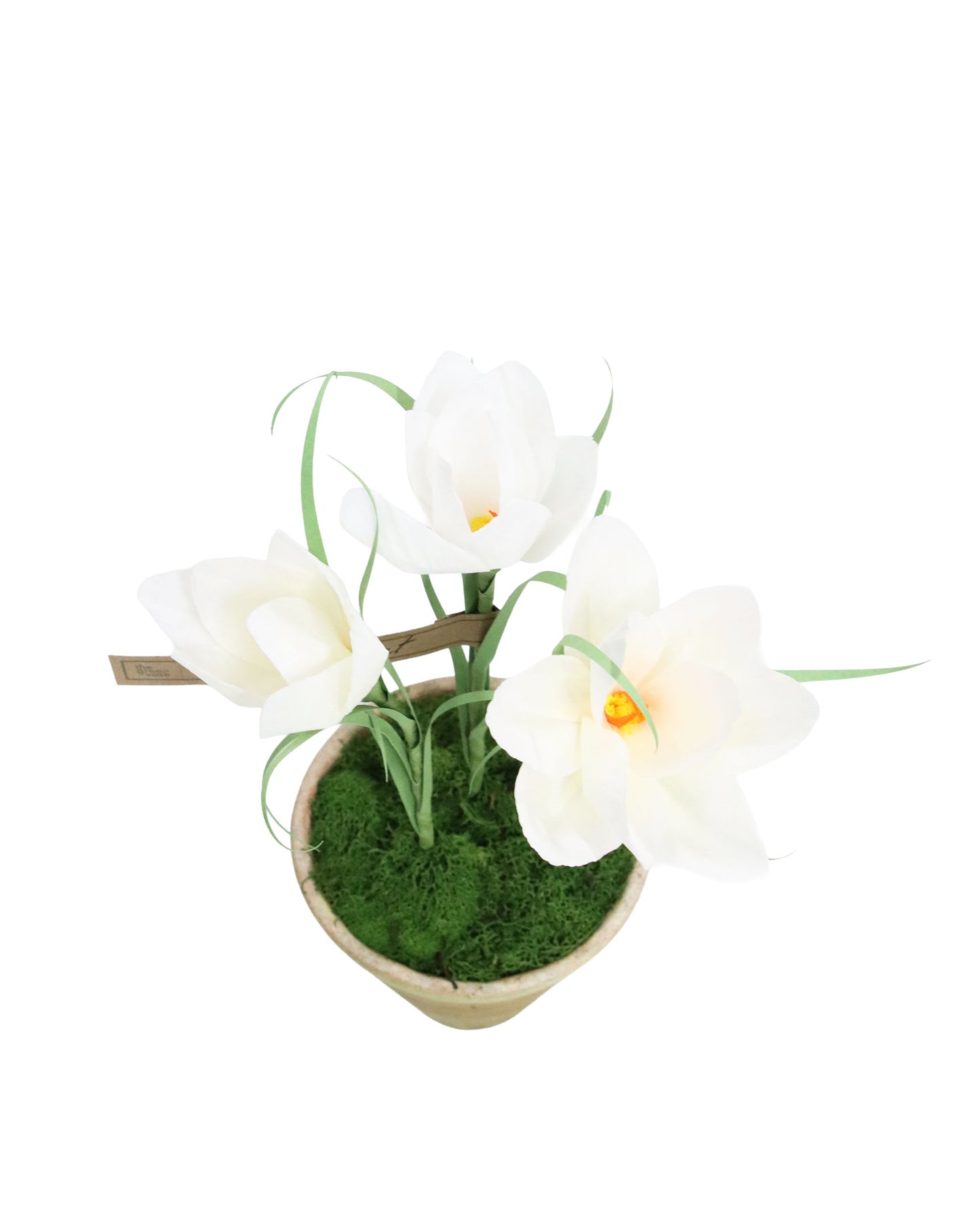 ペーパーフラワープラント Crocus