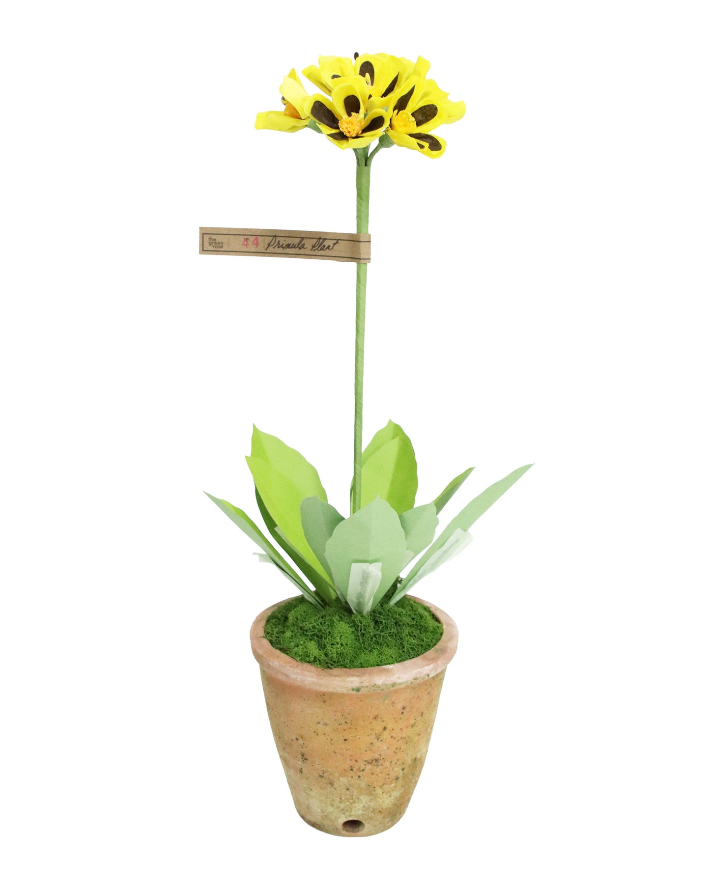 ペーパーフラワープラント Primula