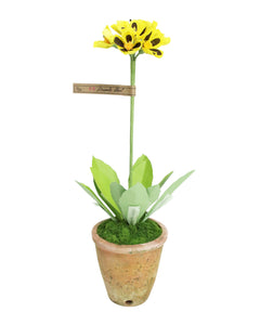 ペーパーフラワープラント Primula