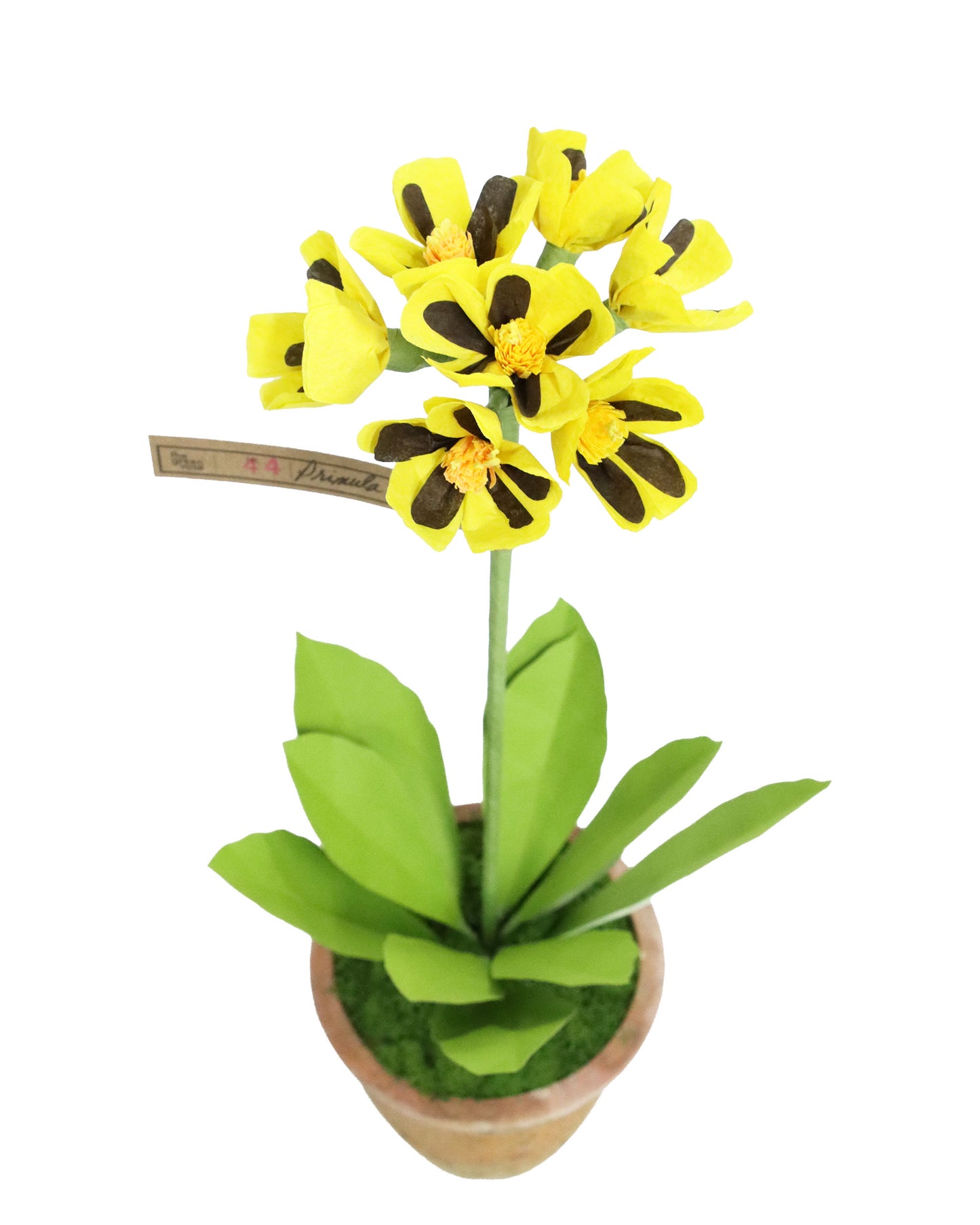 ペーパーフラワープラント Primula