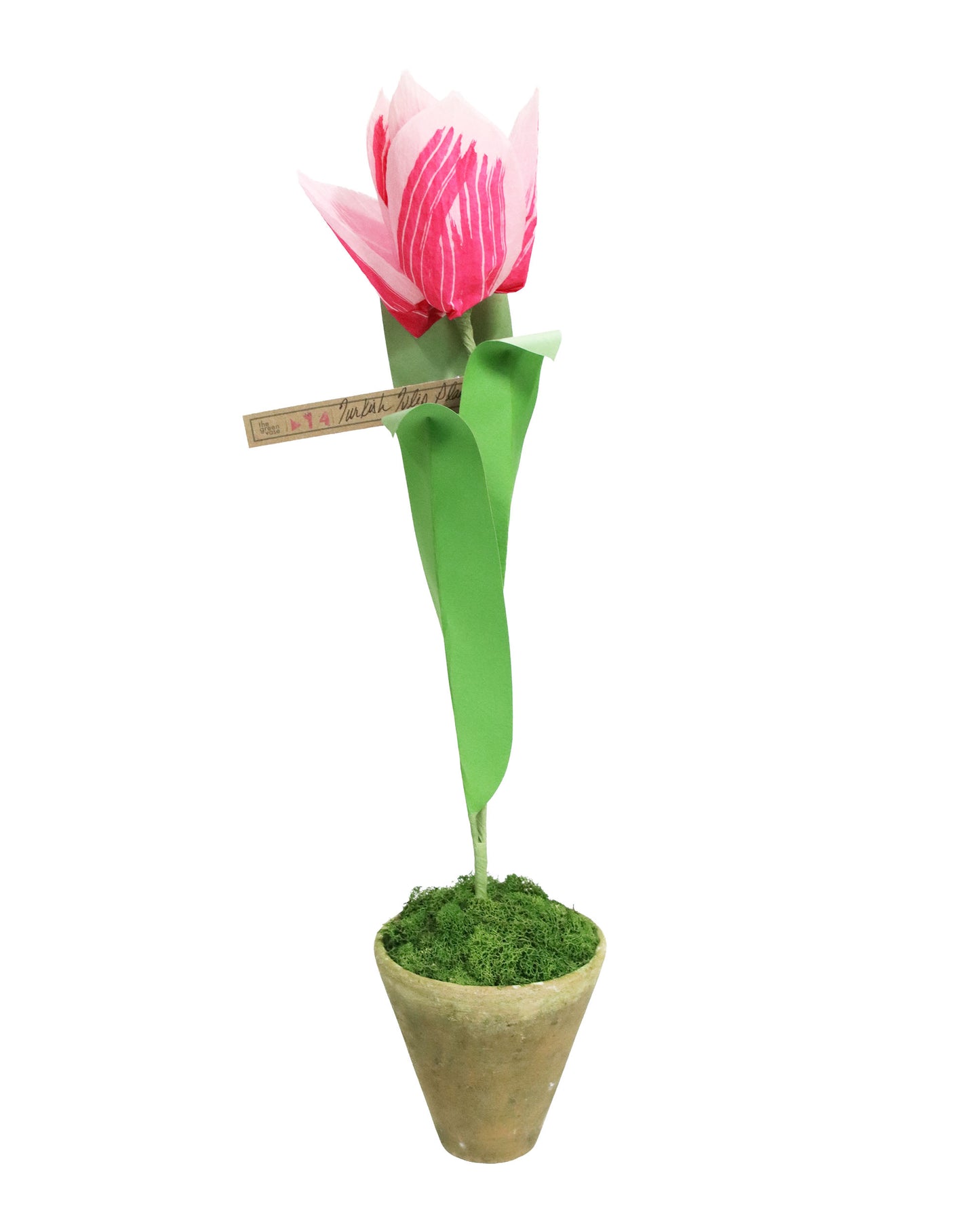 ペーパーフラワープラント Turkish Tulip
