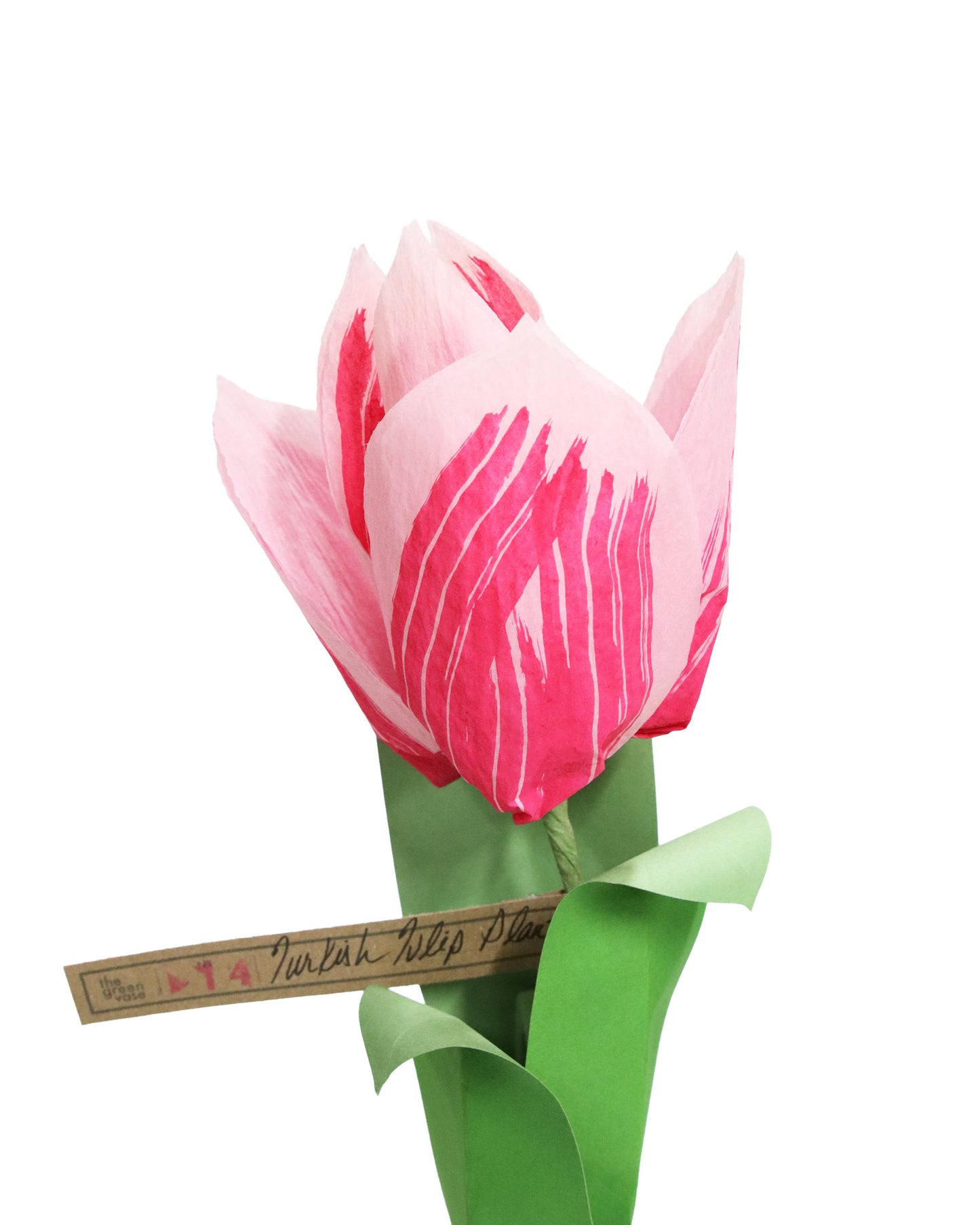 ペーパーフラワープラント Turkish Tulip