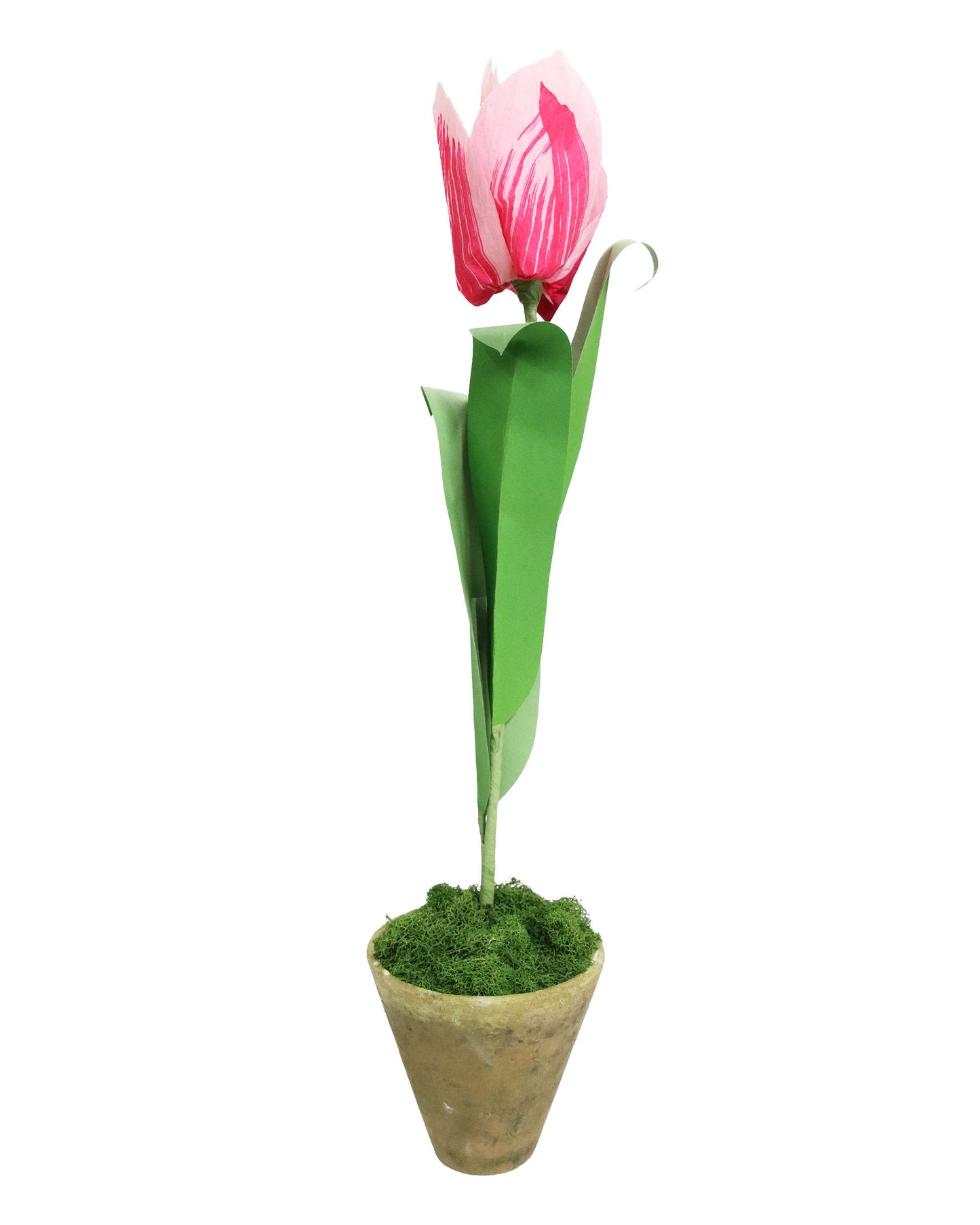 ペーパーフラワープラント Turkish Tulip
