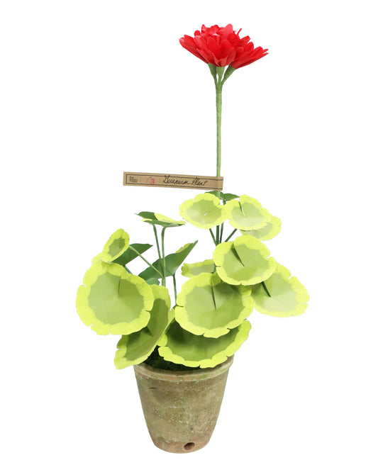 ペーパーフラワープラント Geramium